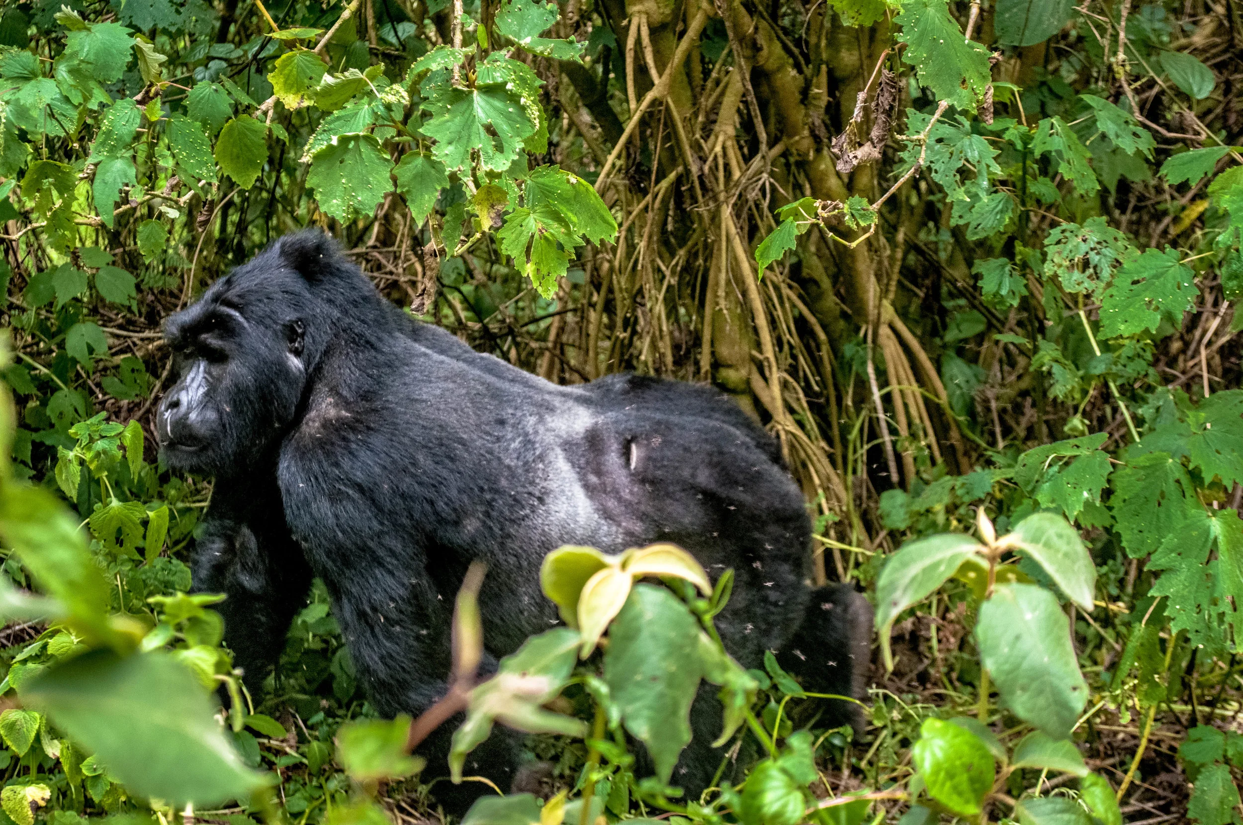 Gorilla-9.jpg
