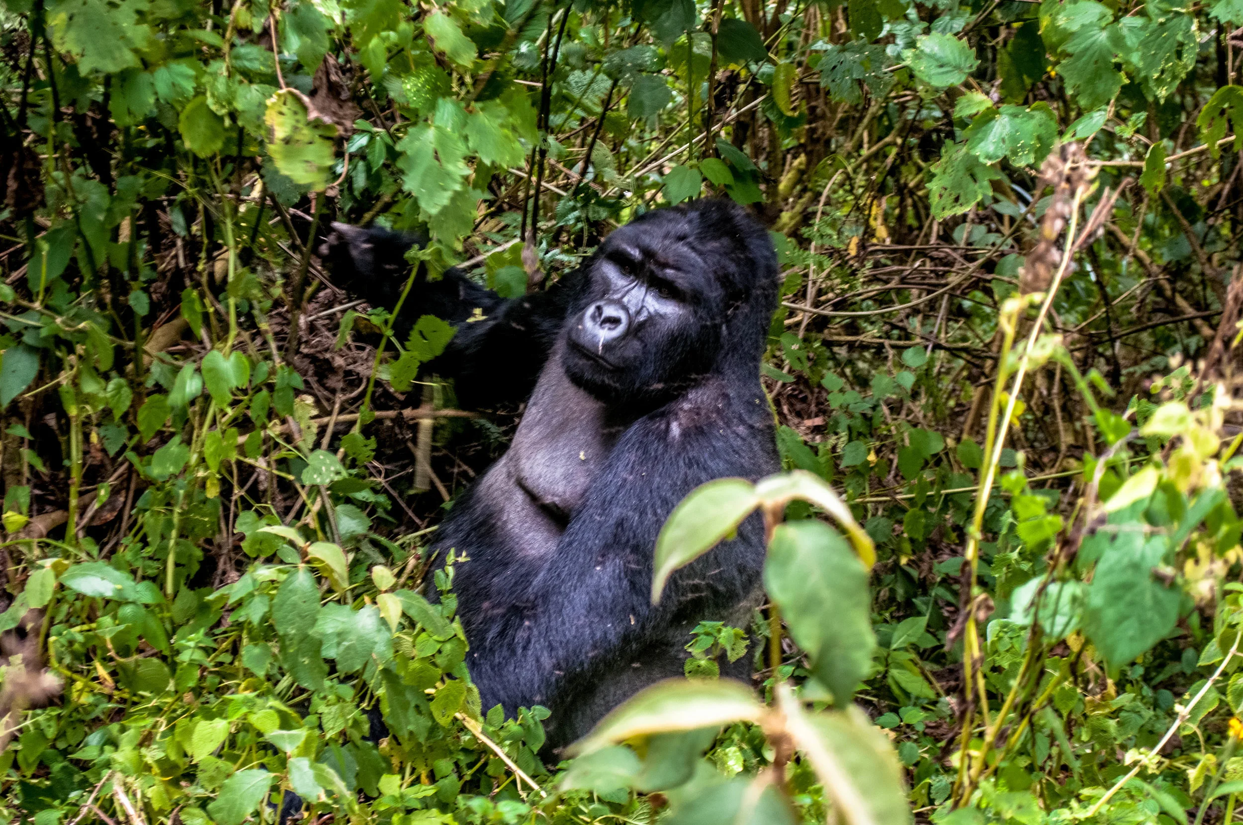 Gorilla-11.jpg