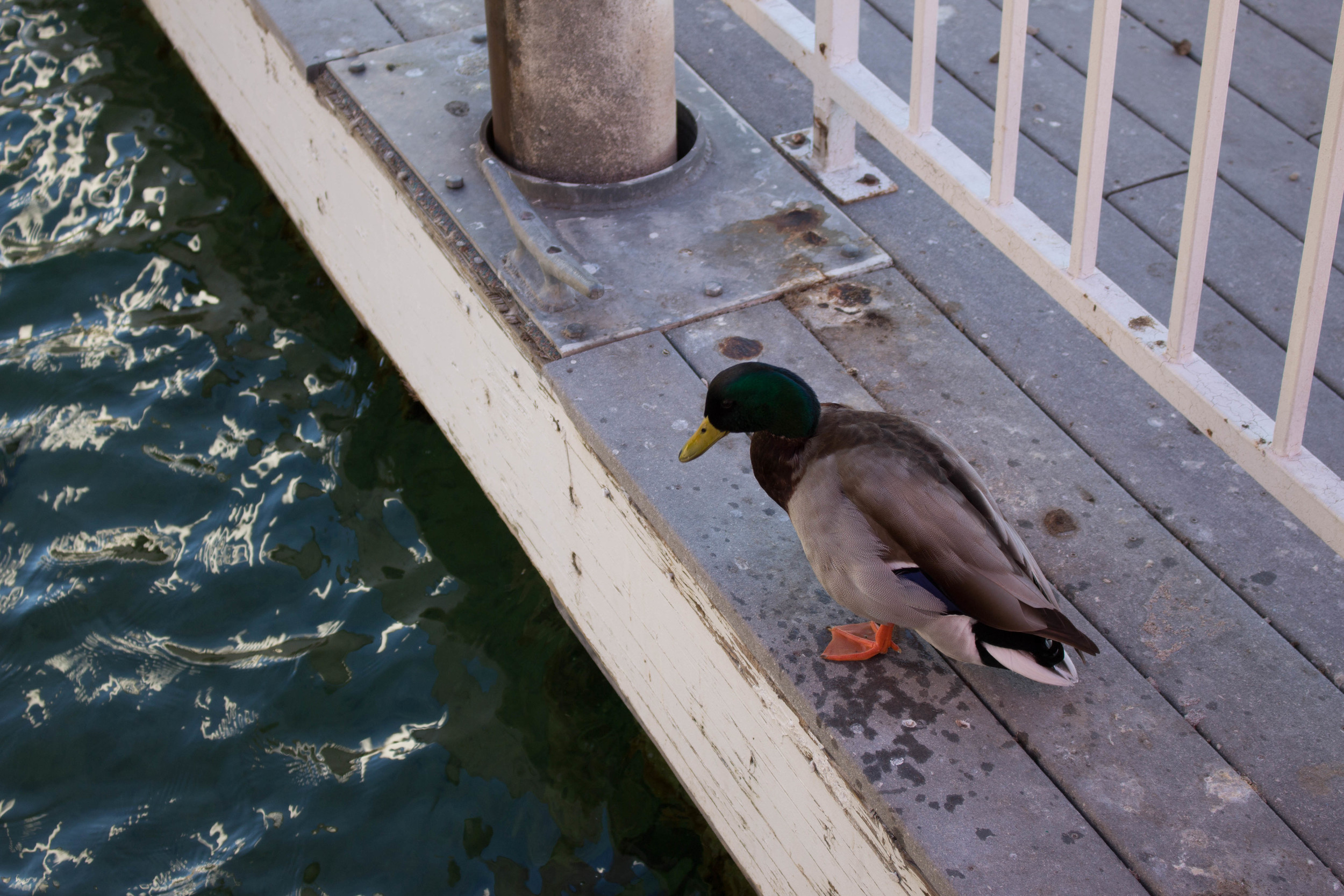 "Duck on The Dock" - Colorado River - Laughlin, NV - January 2015