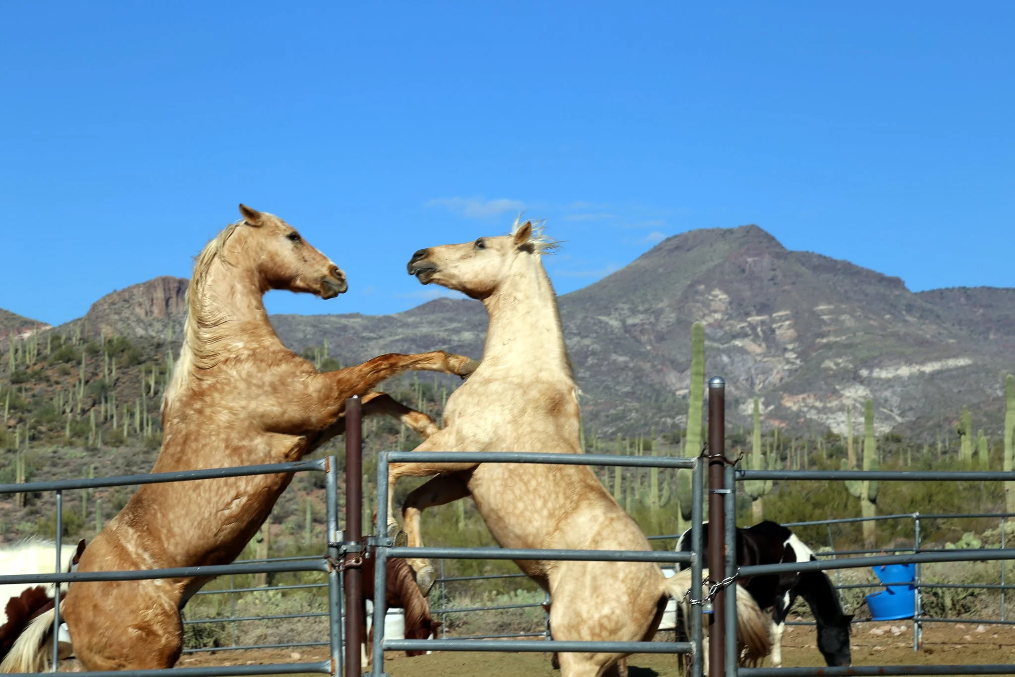 Dueling Dancing Stallions