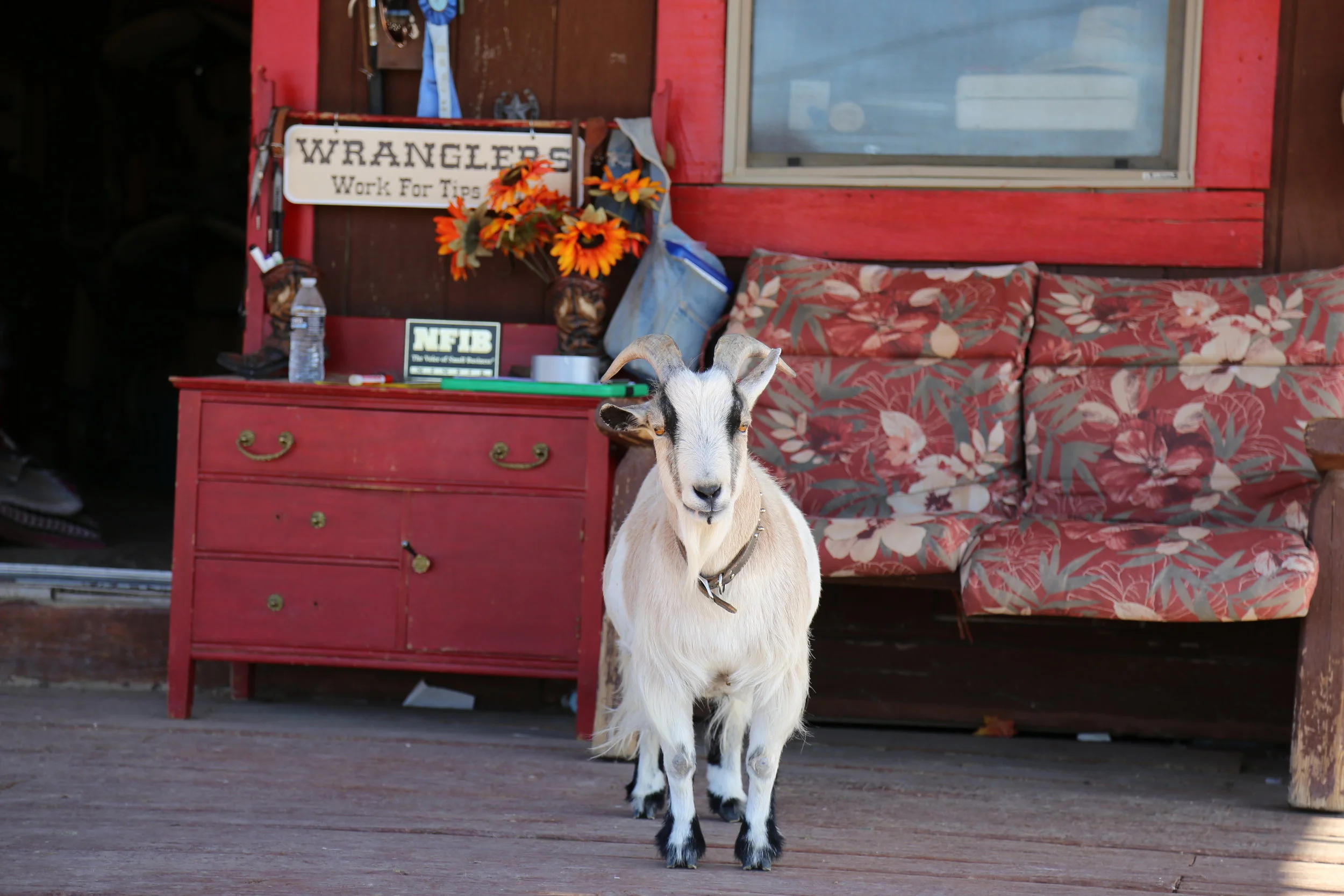 "Watchdog" Billy Goat - Spur Crossing Conservation Area, December 2016
