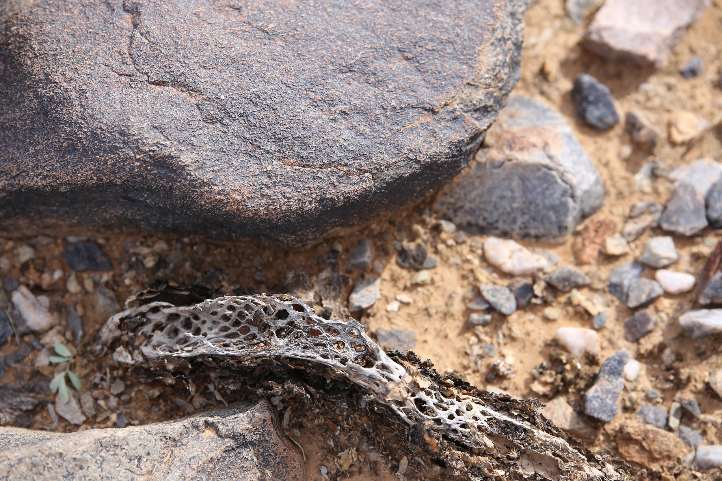 Contrast in Textures-McDowell Conservation Area, Dec. '16