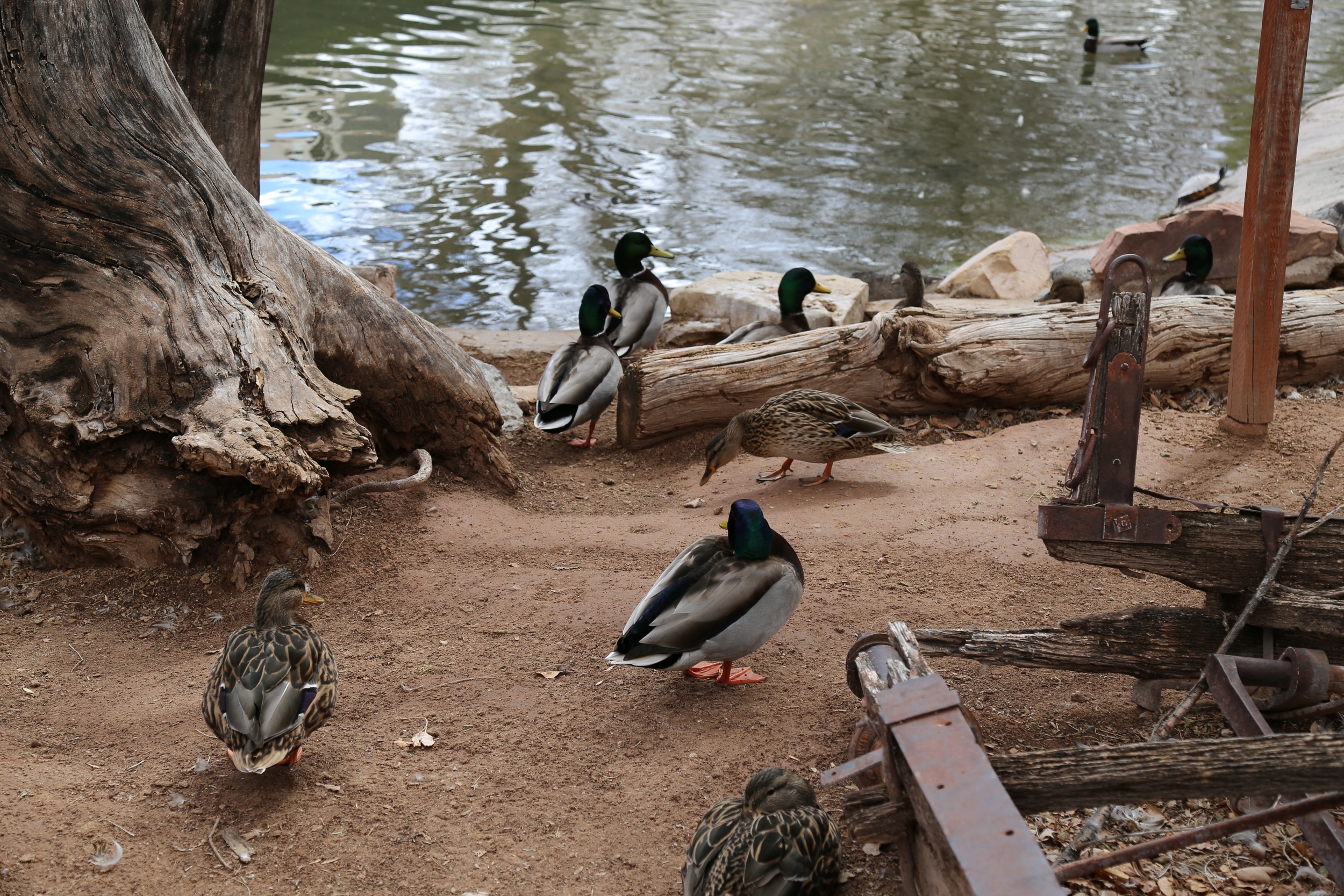 Duck Social Hour