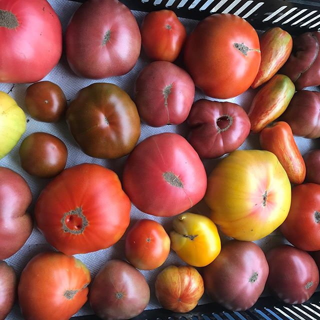 #tomatoes #mountaingrownfarm