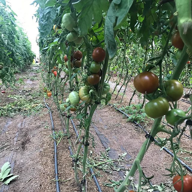 Tons of tomatoes! We are ready to offer slicers for sale in bulk, $2/lb. Message your orders, pickup on farm, in Fayetteville or Cazenovia.