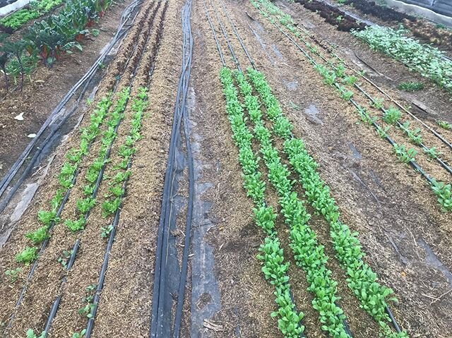 Things are growing in the high tunnel, youngest seedlings in the Center rows. Soon radishes, arugula, more lettuce of course, celery and beets! #mountaingrownfarm #eatlocal #buylocal #smallfarms #winterfarming #cny #farmlife