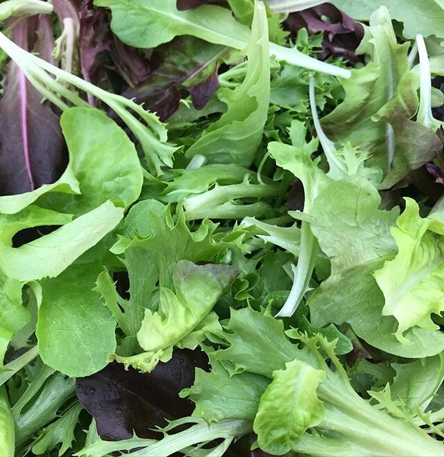 #lettuce headed to @20.east by 11 am today! Go get it, so good! #mountaingrownfarm #eatlocal #buylocal #farmlife #smallfarms #cny #springishere
