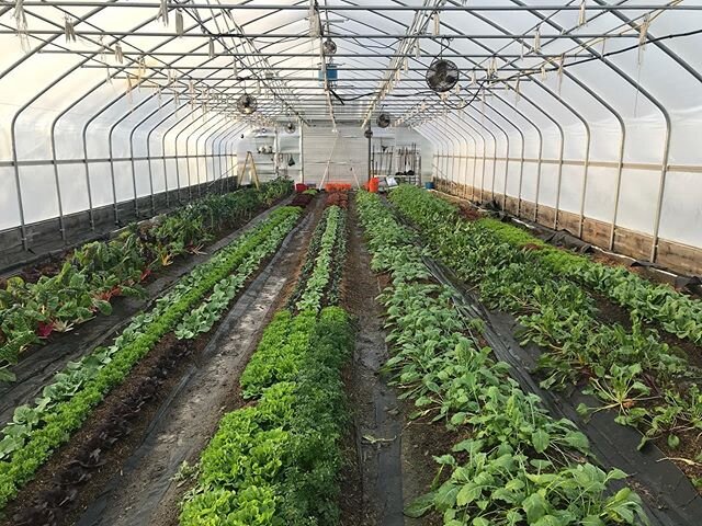 If you&rsquo;d like to preorder your veggies for this weeks @fville_farm_mkt_cny Thursday from 11-3, visit our website. Link in bio. #mountaingrownfarm #eatlocal #buylocal #smallbusiness #smallfarm