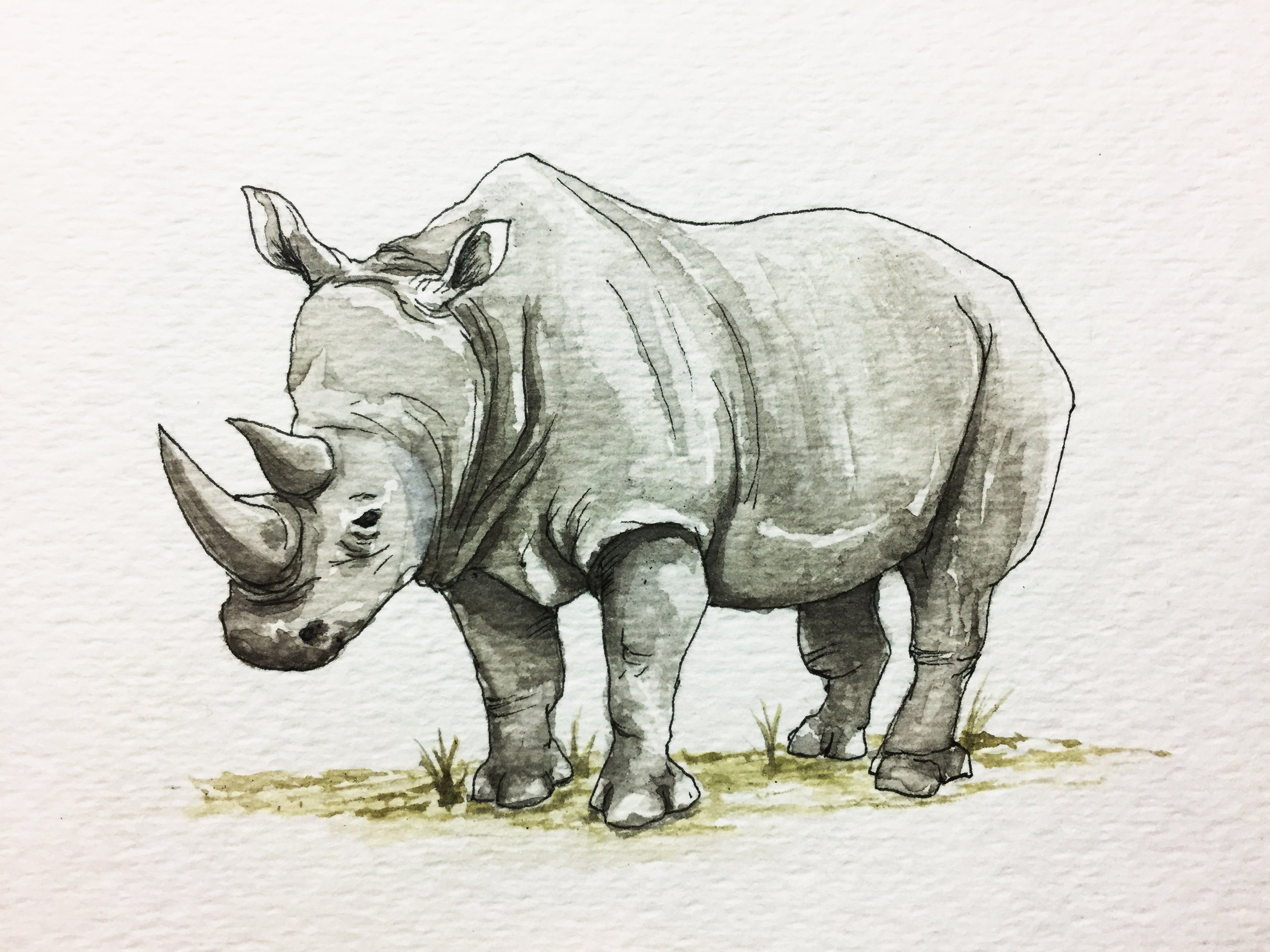 rhino.jpg