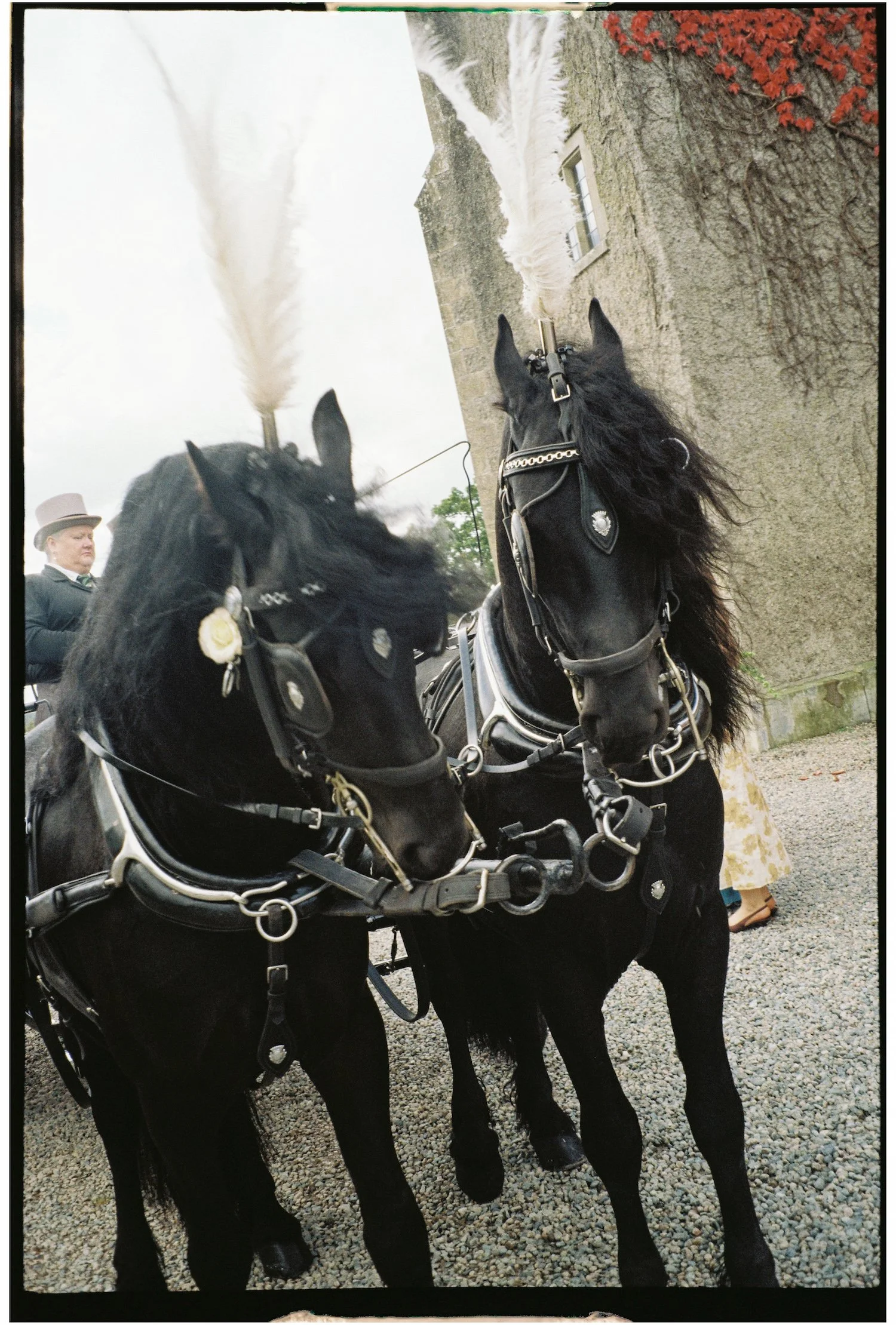 Two black horses with harnesses standing outdoors on gravel, with people in historic attire and a stone wall with red ivy in the background.