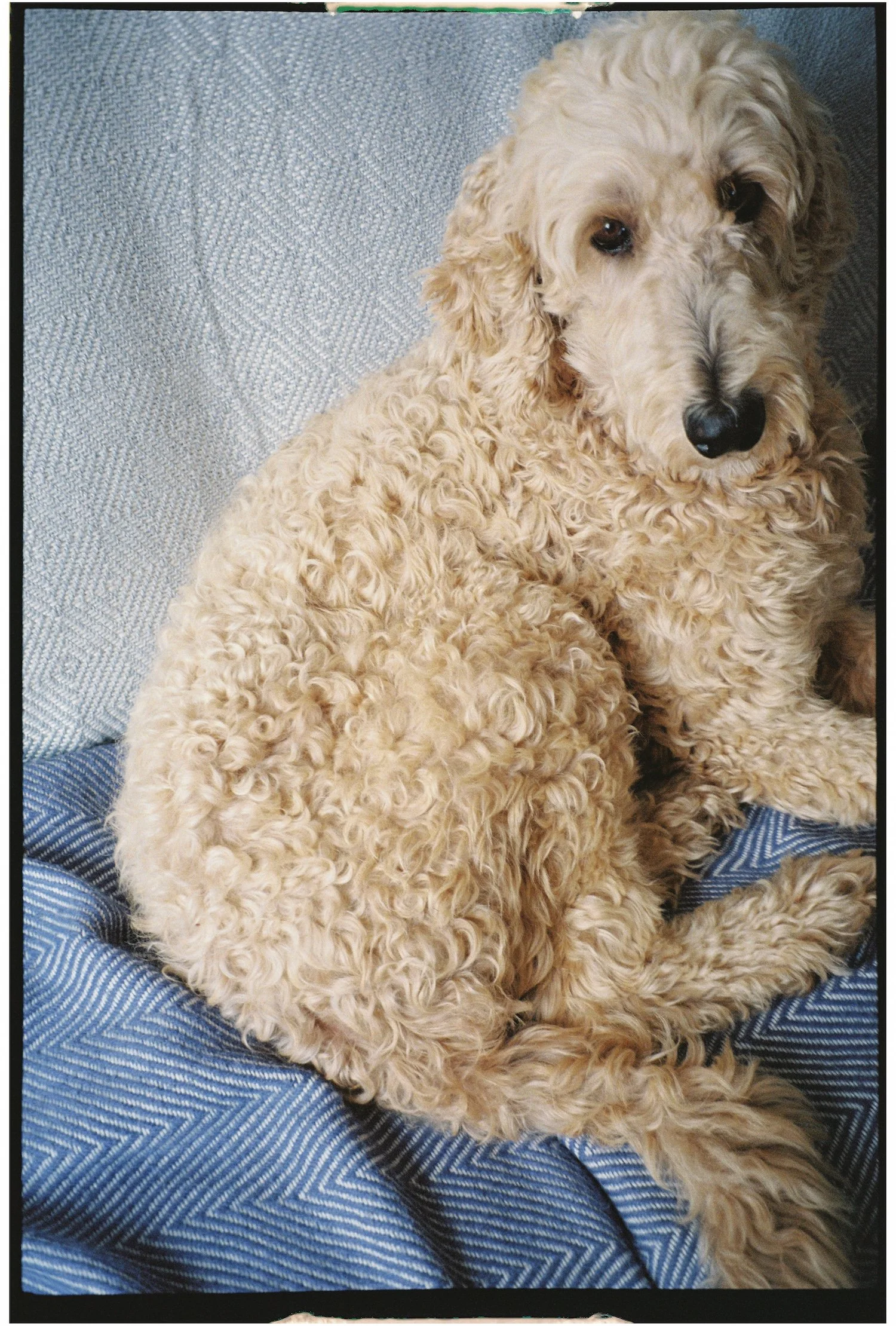 A curly-haired cream-colored dog lying on a blue and white striped blanket, looking at the camera.