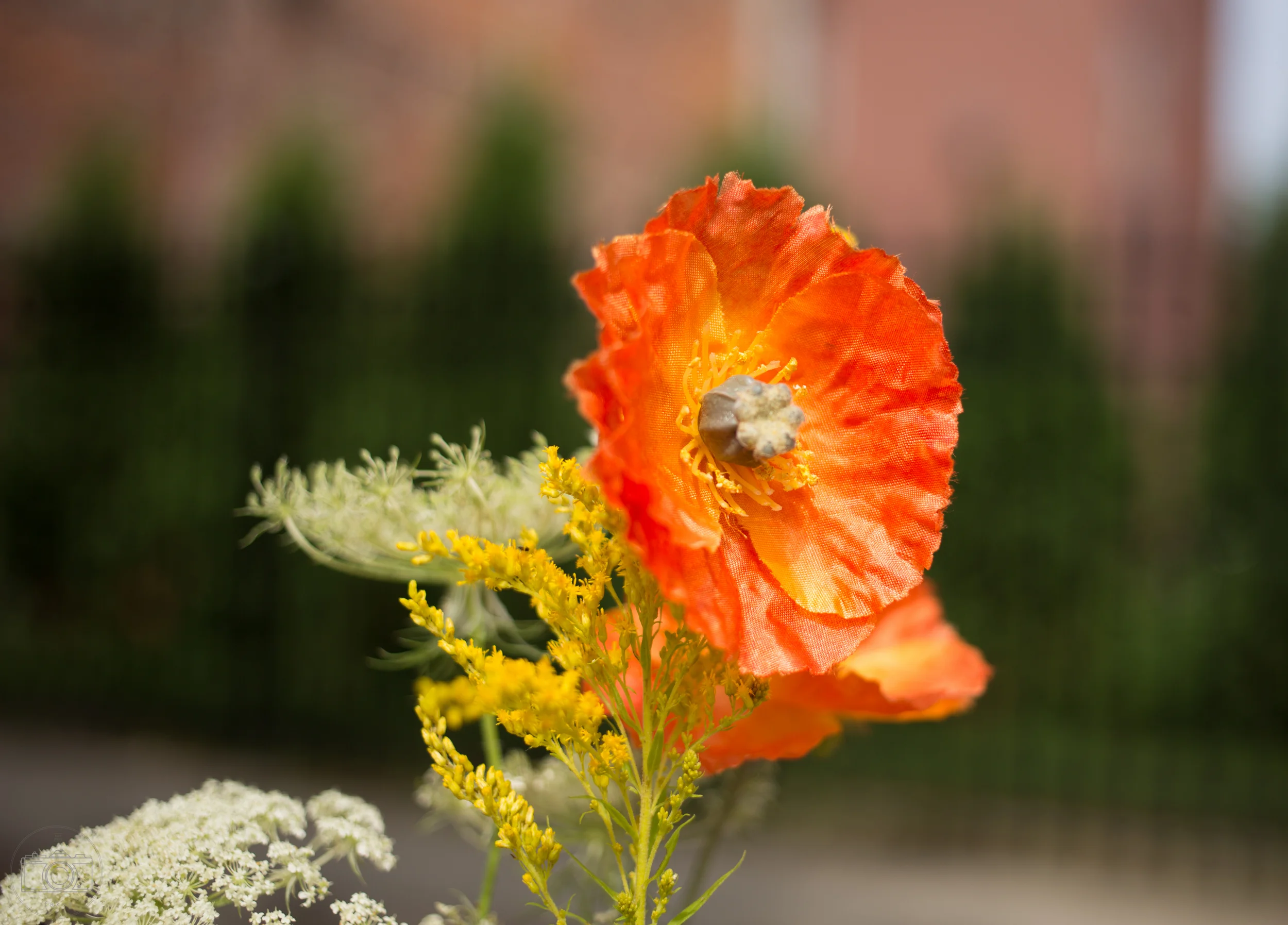SquareSpace-Gallery-20150822-1V2A0078.jpg
