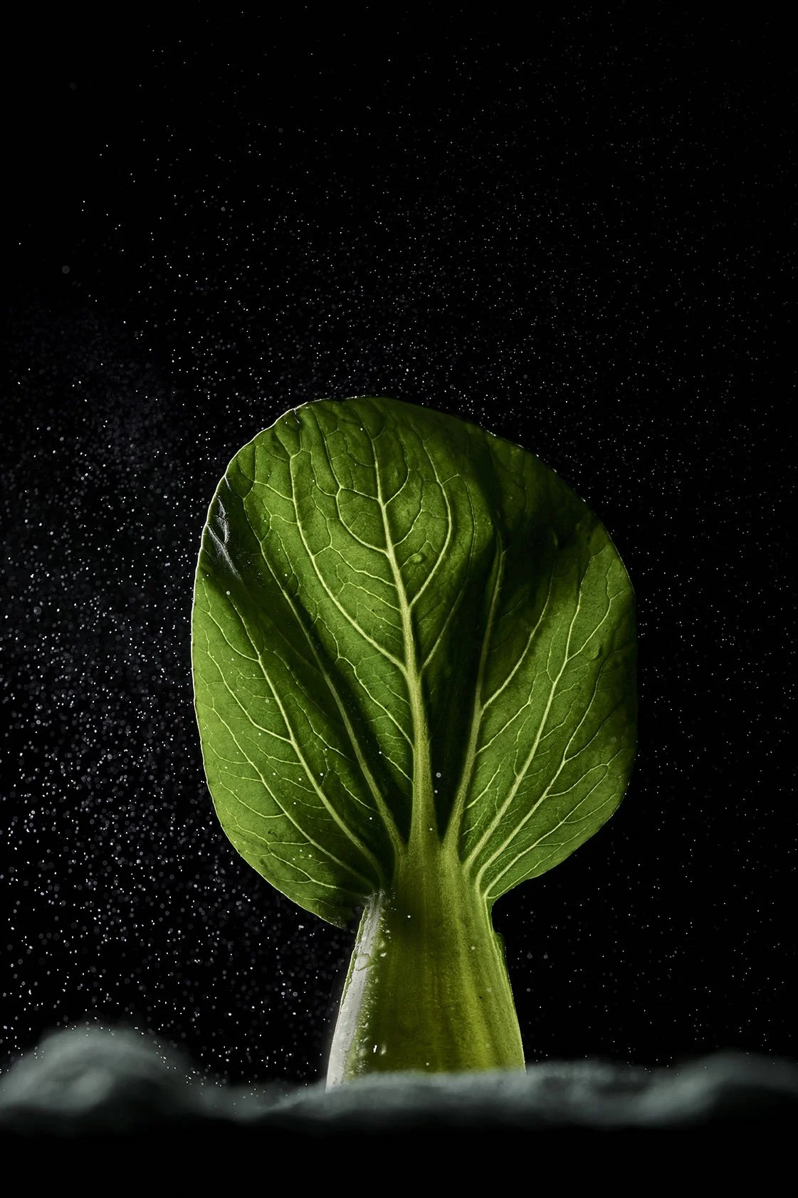 Bokchoy_06.jpg