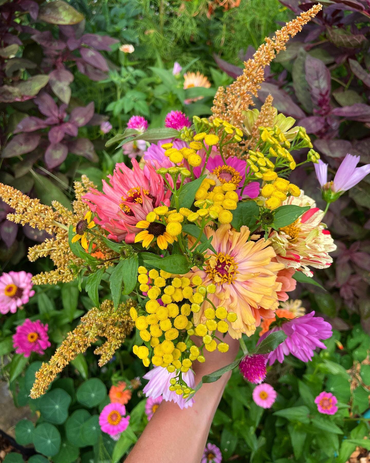 Just some delightful backyard blooms from this season so far 😌🌻🌼🐝🦋💛
.
.
.
.
.
.
.
.
.
.
Image descriptions; A series of 10 photos shows various flowers and bouquets from Molly&rsquo;s backyard. Pink and red and coral zinnias, yellow Tansy, gold