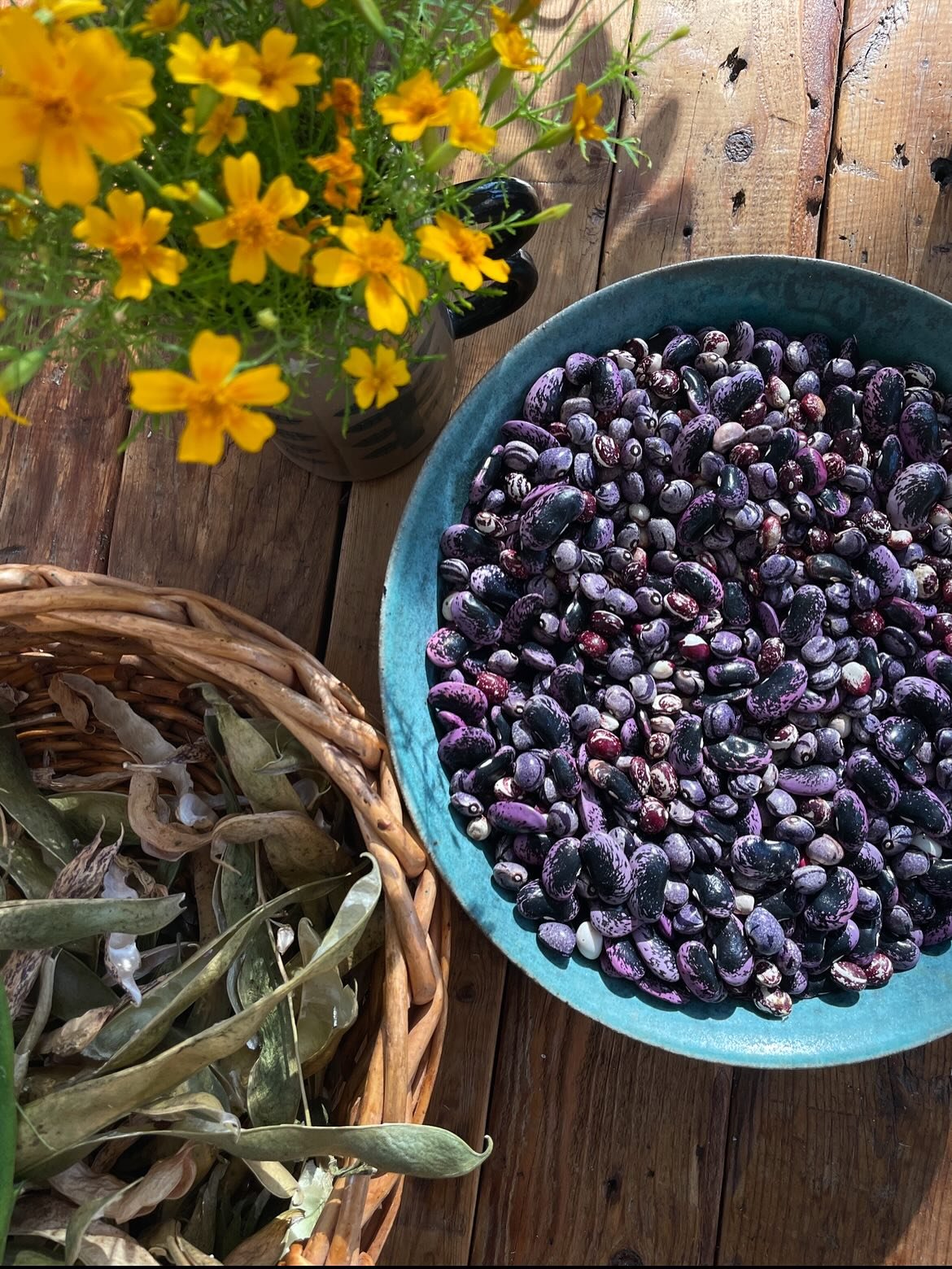 Chicago buds 🌸 🌸🌸 if you are attending the @chifoodpolicy 21st Annual Food Justice Summit tomorrow (Friday), come swing by the @rogersparkseedlibrary table at the Vendor Fair from 11-3pm for some free seeds. 💚🌱

We shipped out quite a lot of our