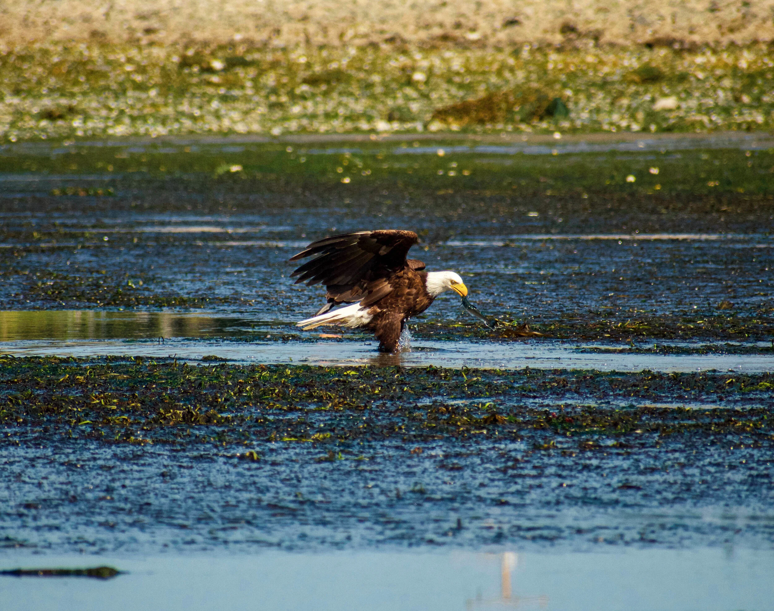Eaglesnackingonthebeach.jpg