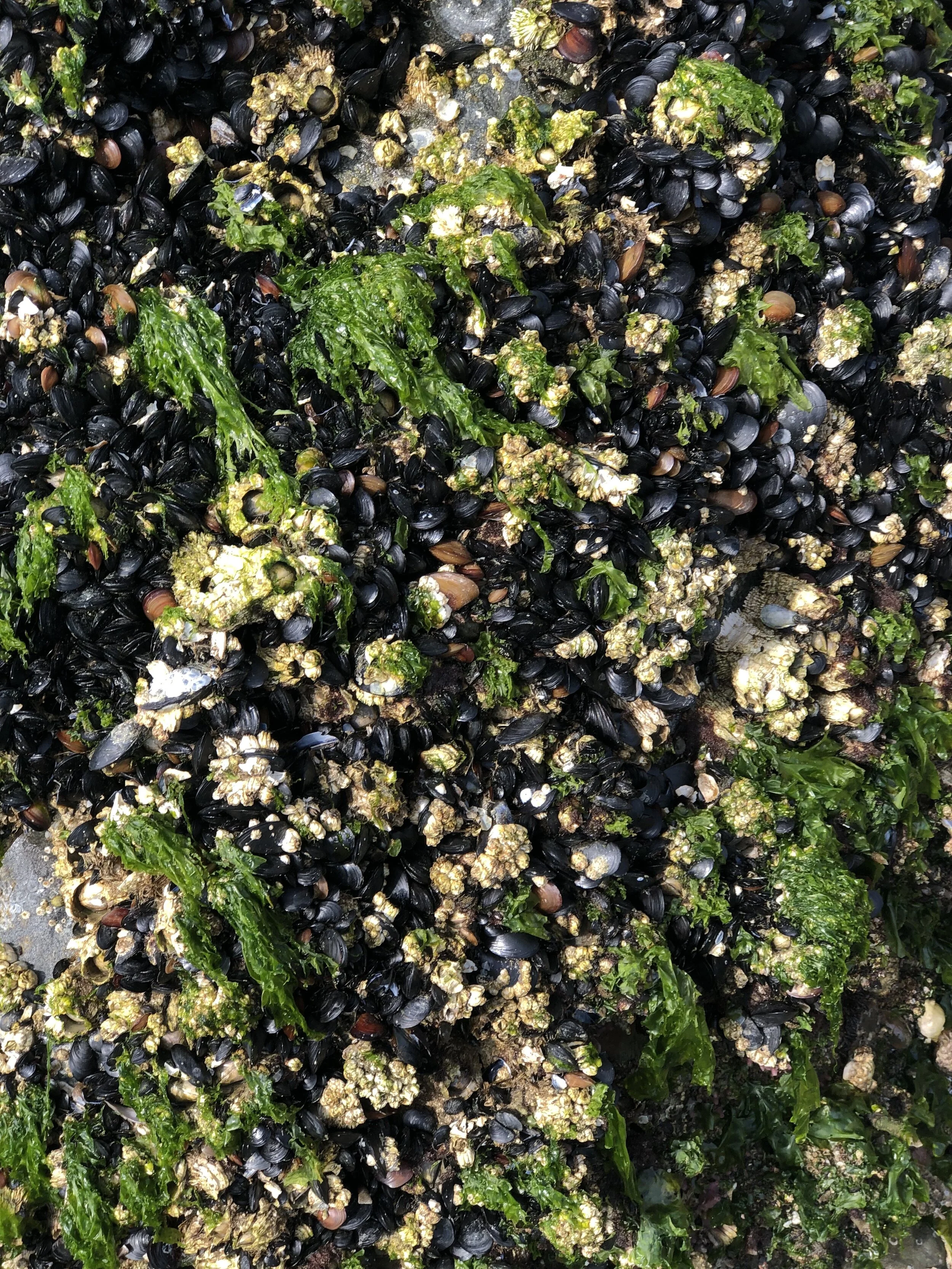 Intertidalmussels.jpg