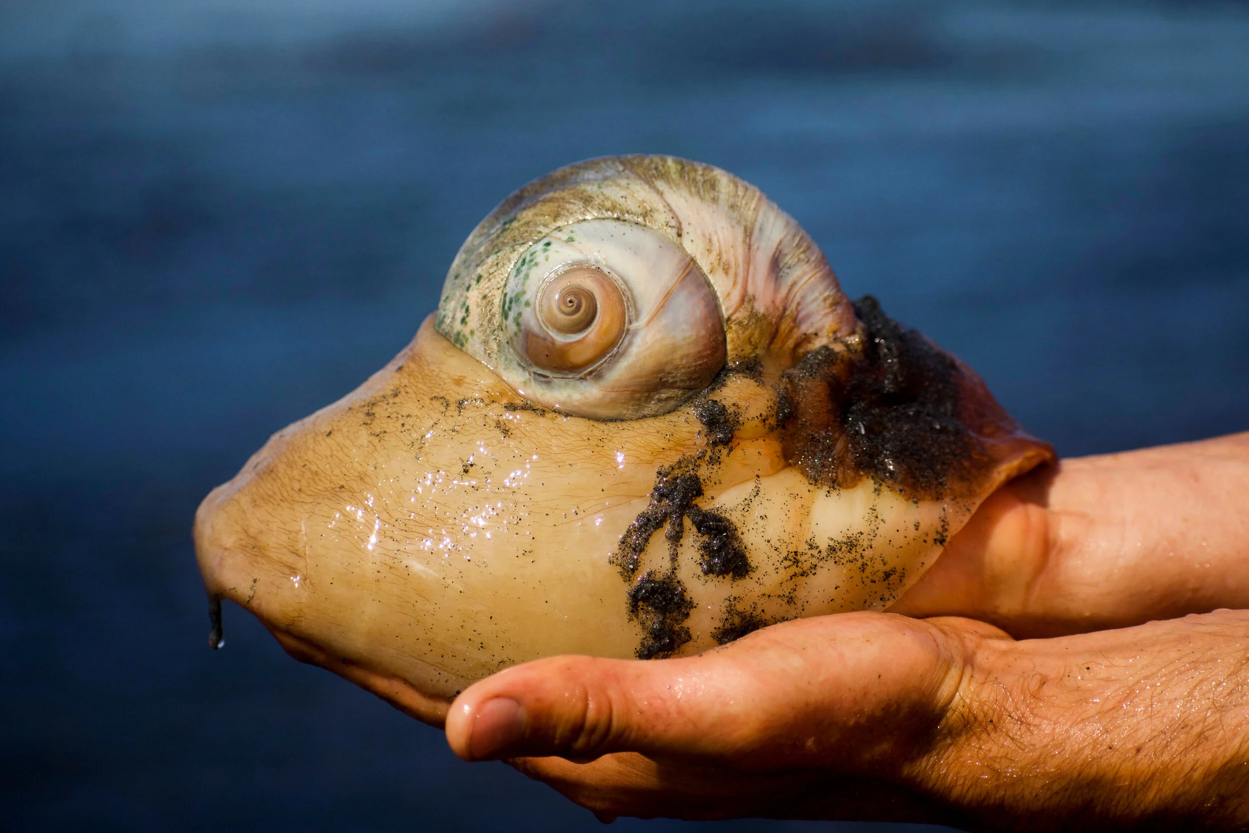 MoonSnail.jpg