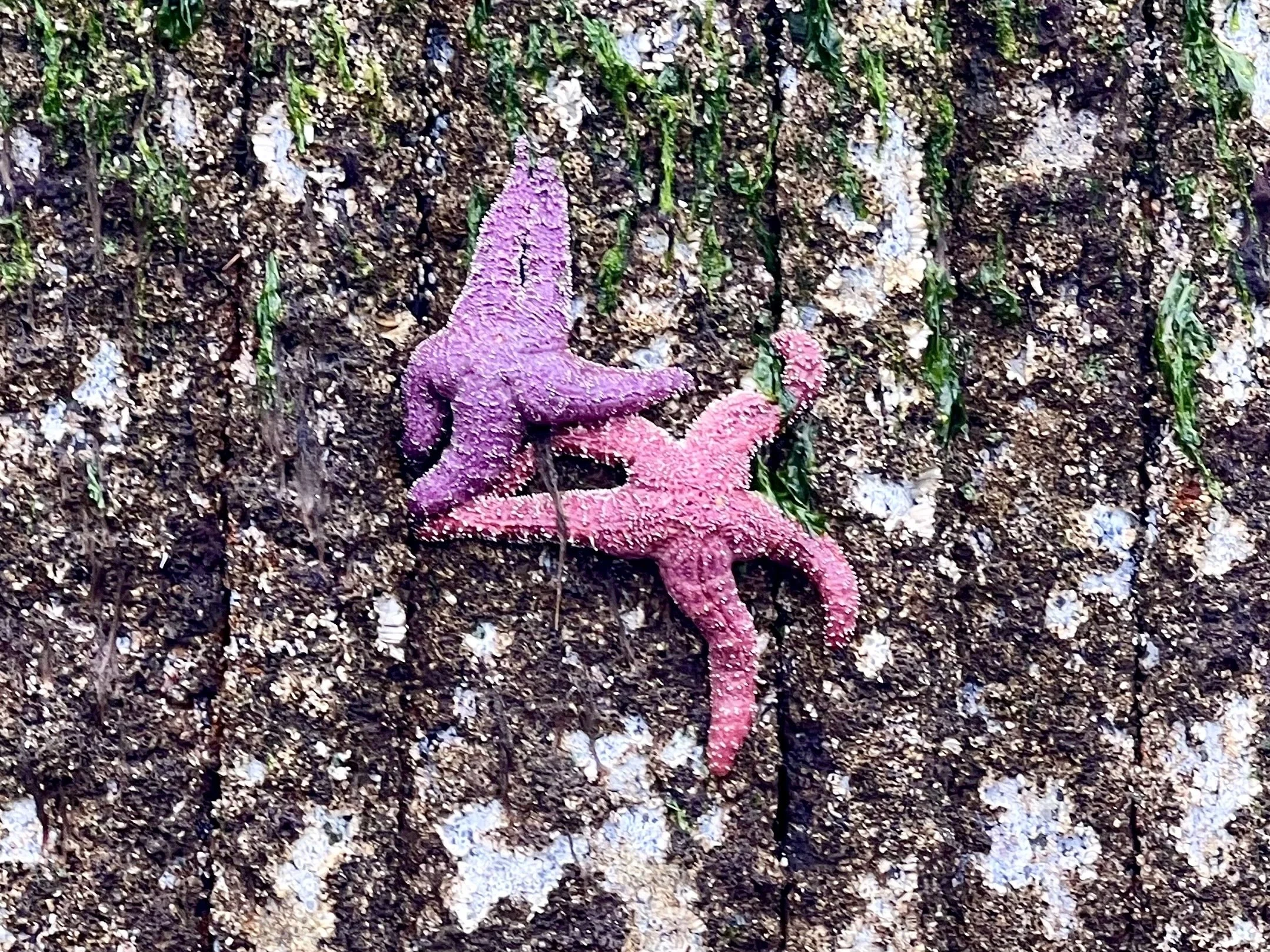 Starfish_IMG_3422.jpg