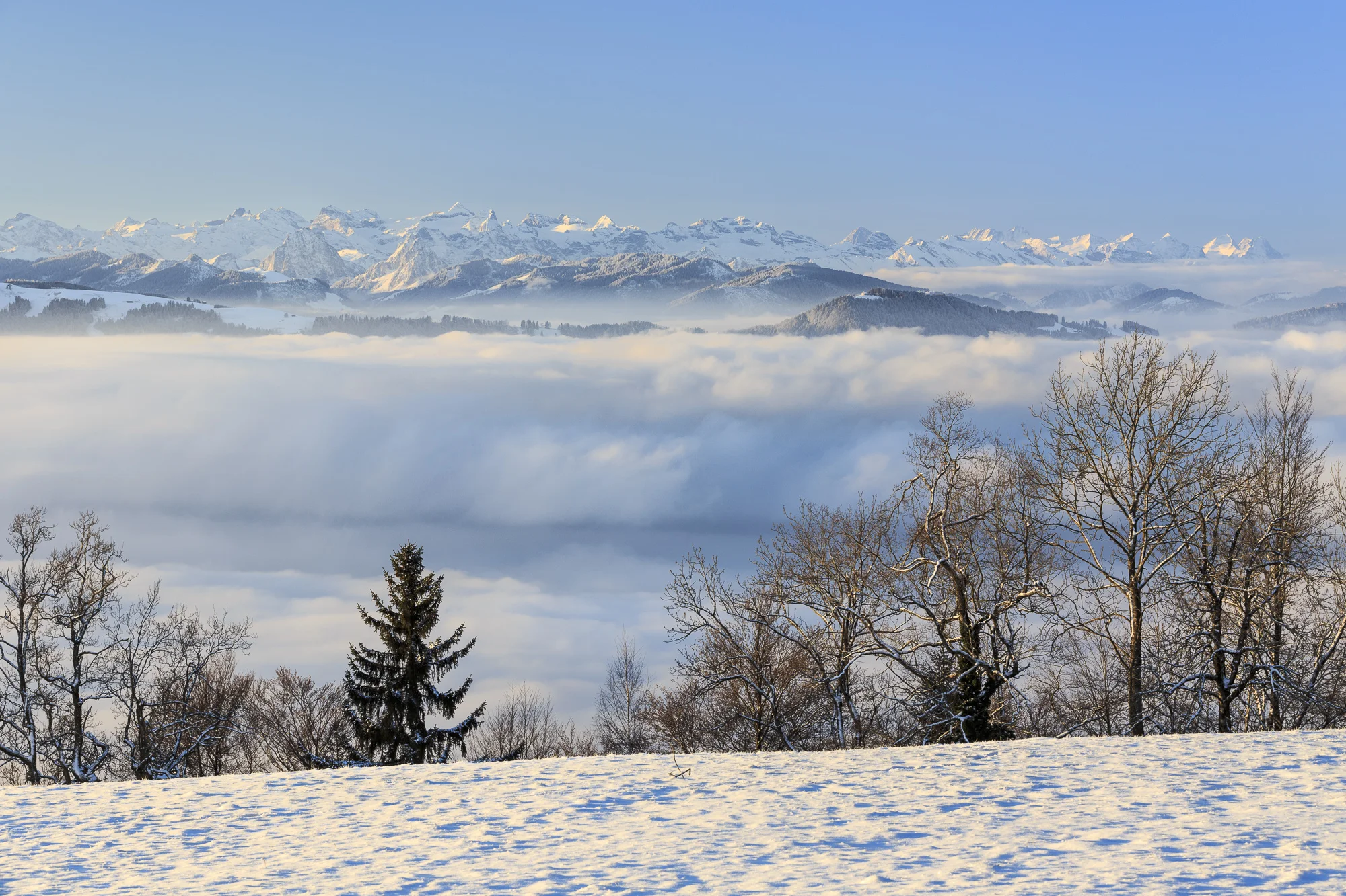 CH_ZH_ORN_3893.jpg