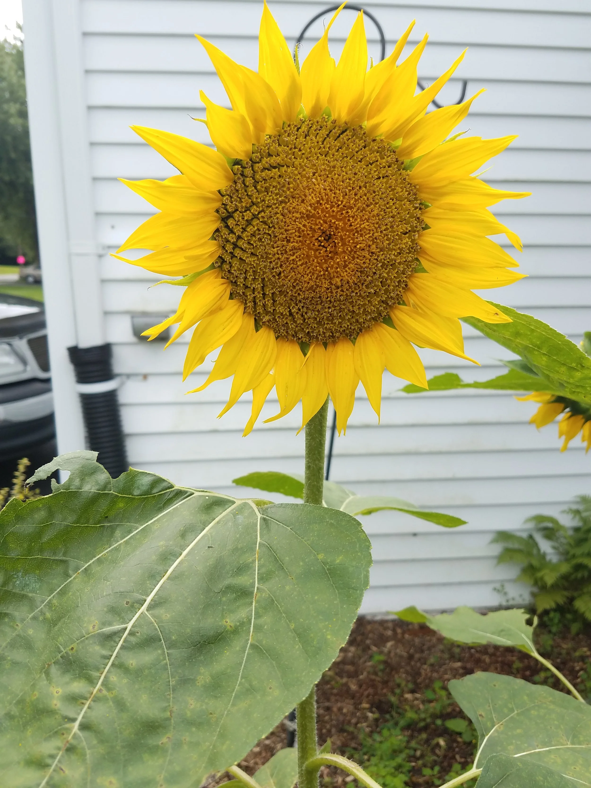 2017-08-12 12.55.29.jpg
