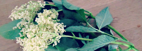 elder flower lemonade recipe; image: elderflower with leaves 