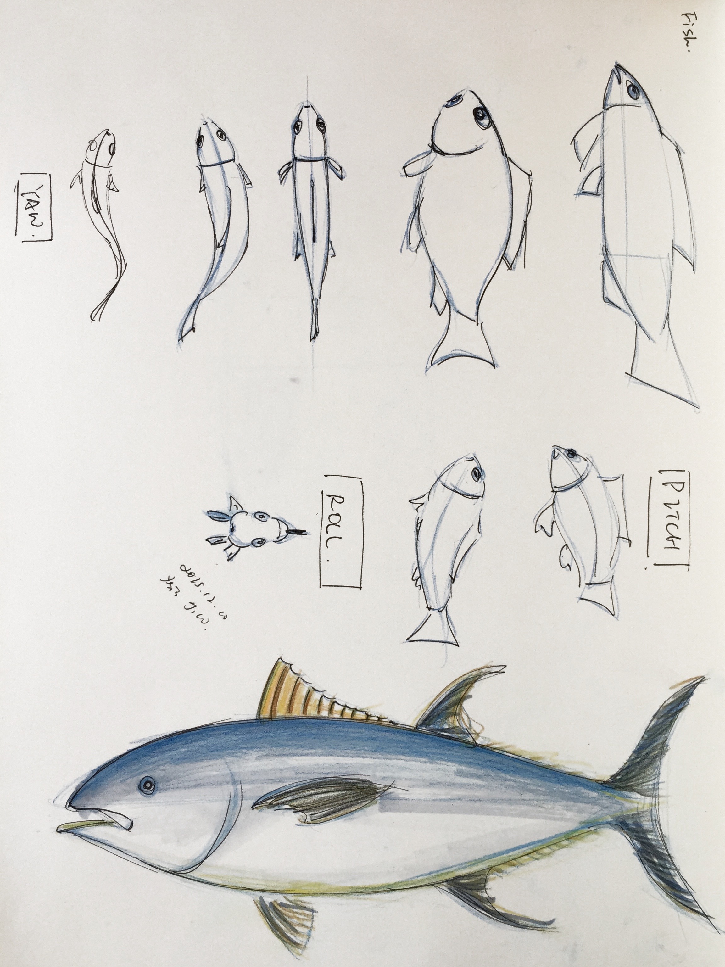 Study of fish and the illustration of a bluefin tuna