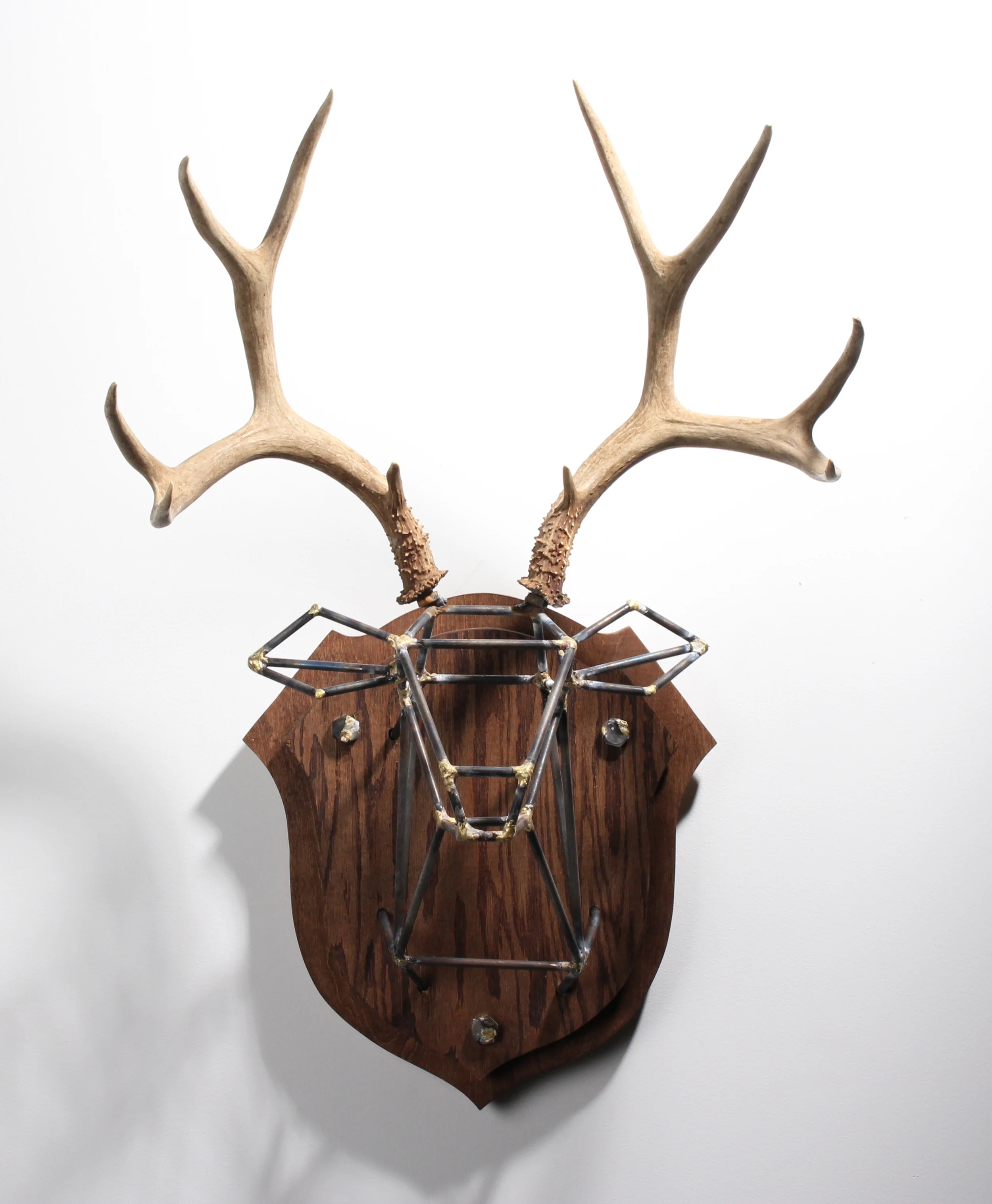  Antlers + Steel + Brass + Oak  14 x 24 x 36 