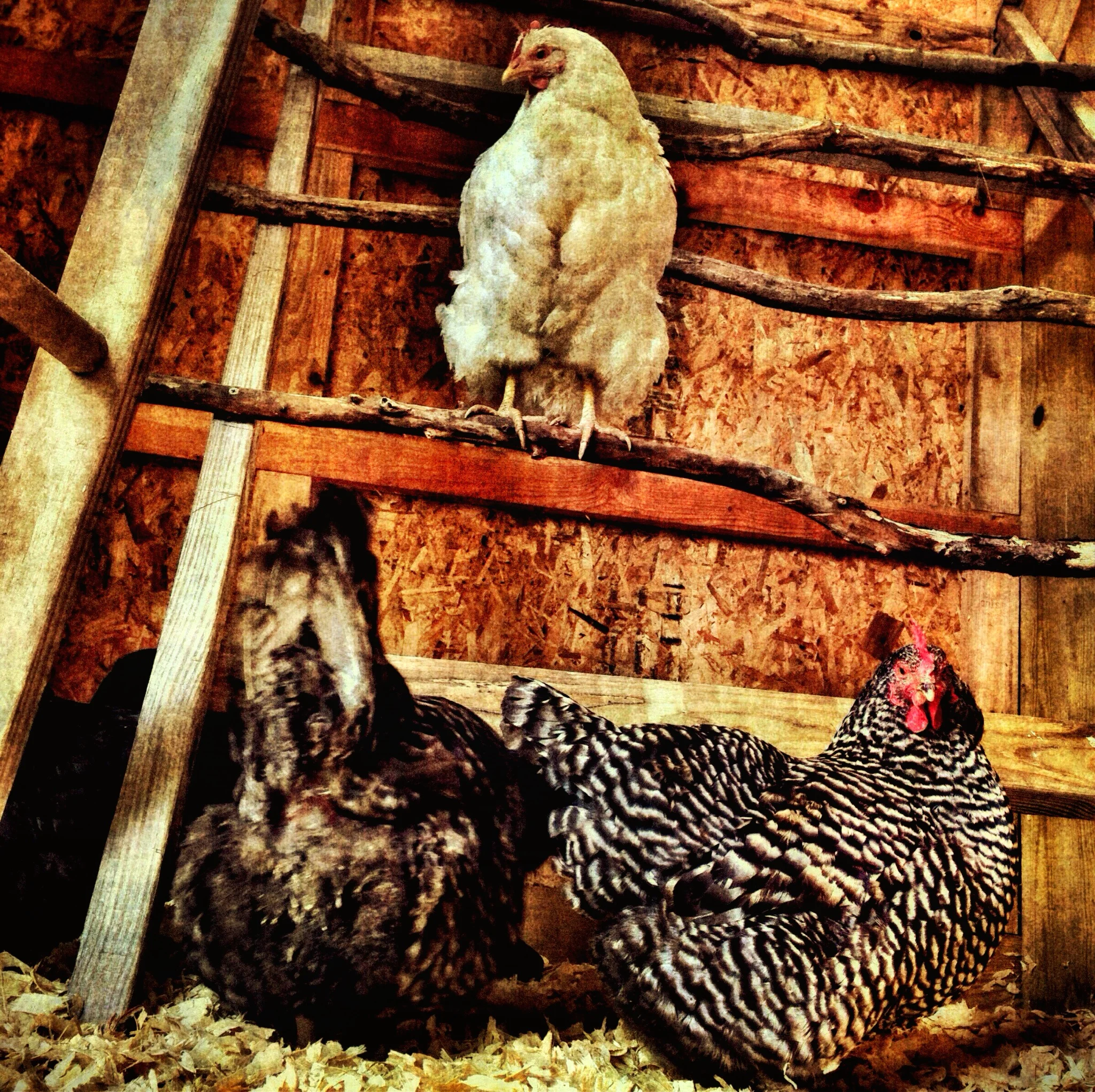 Chickens, Churchview Farm