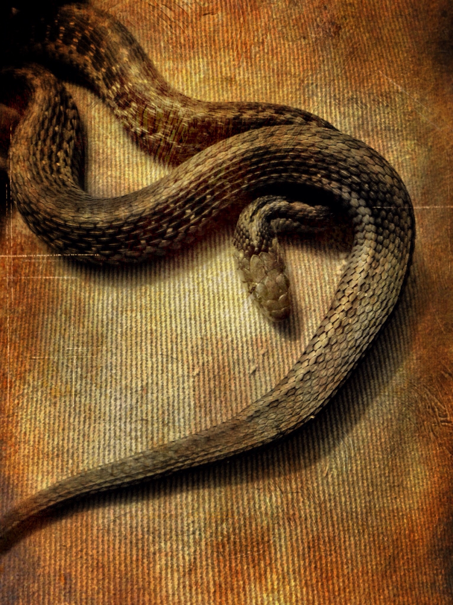 Baby Brown Snake