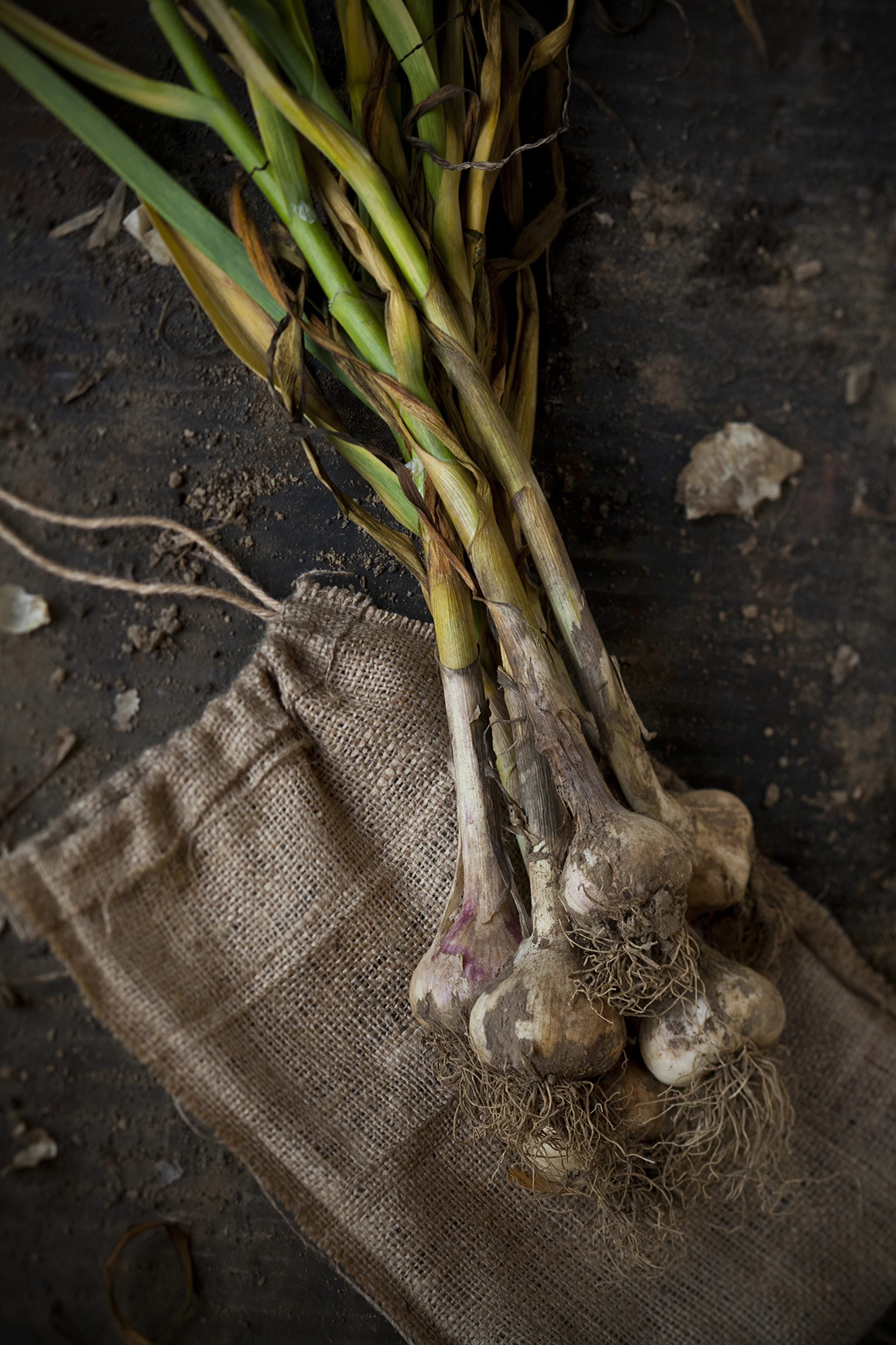 garlic and burlap 6747.jpg