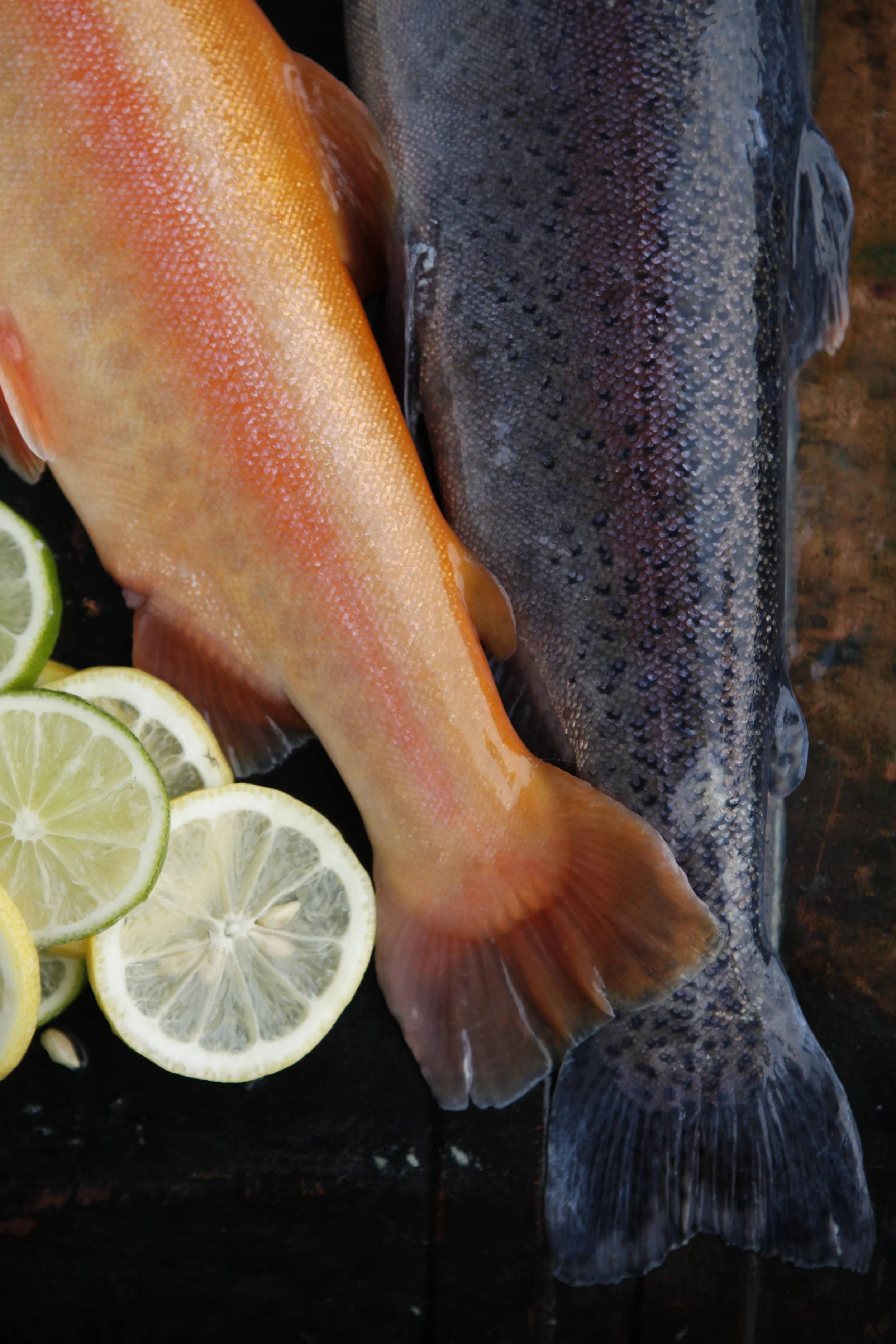 PA Trout 4991.JPG