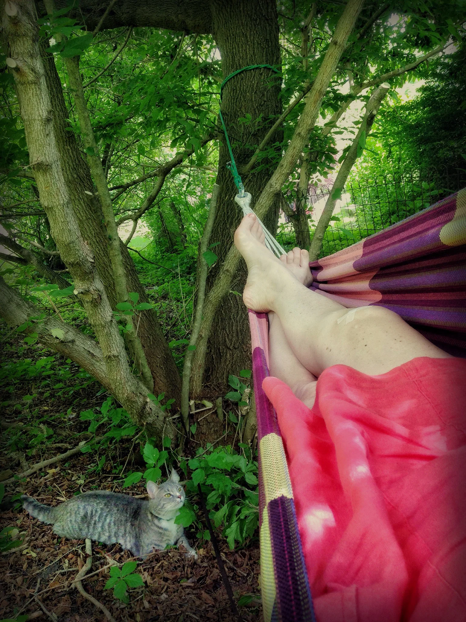 Backyard hammock, summertime.