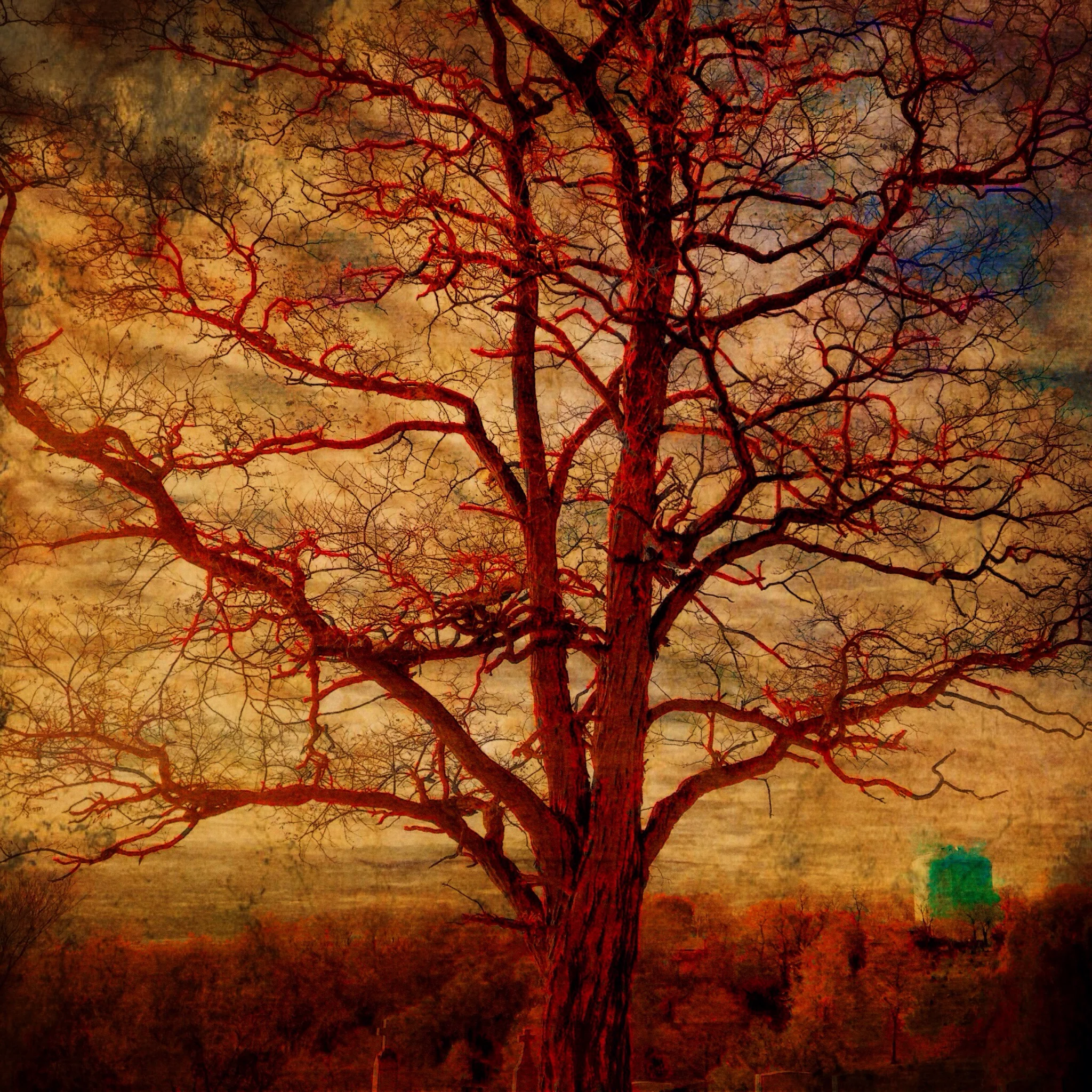 Locust Tree at Sundown, Hazelwood