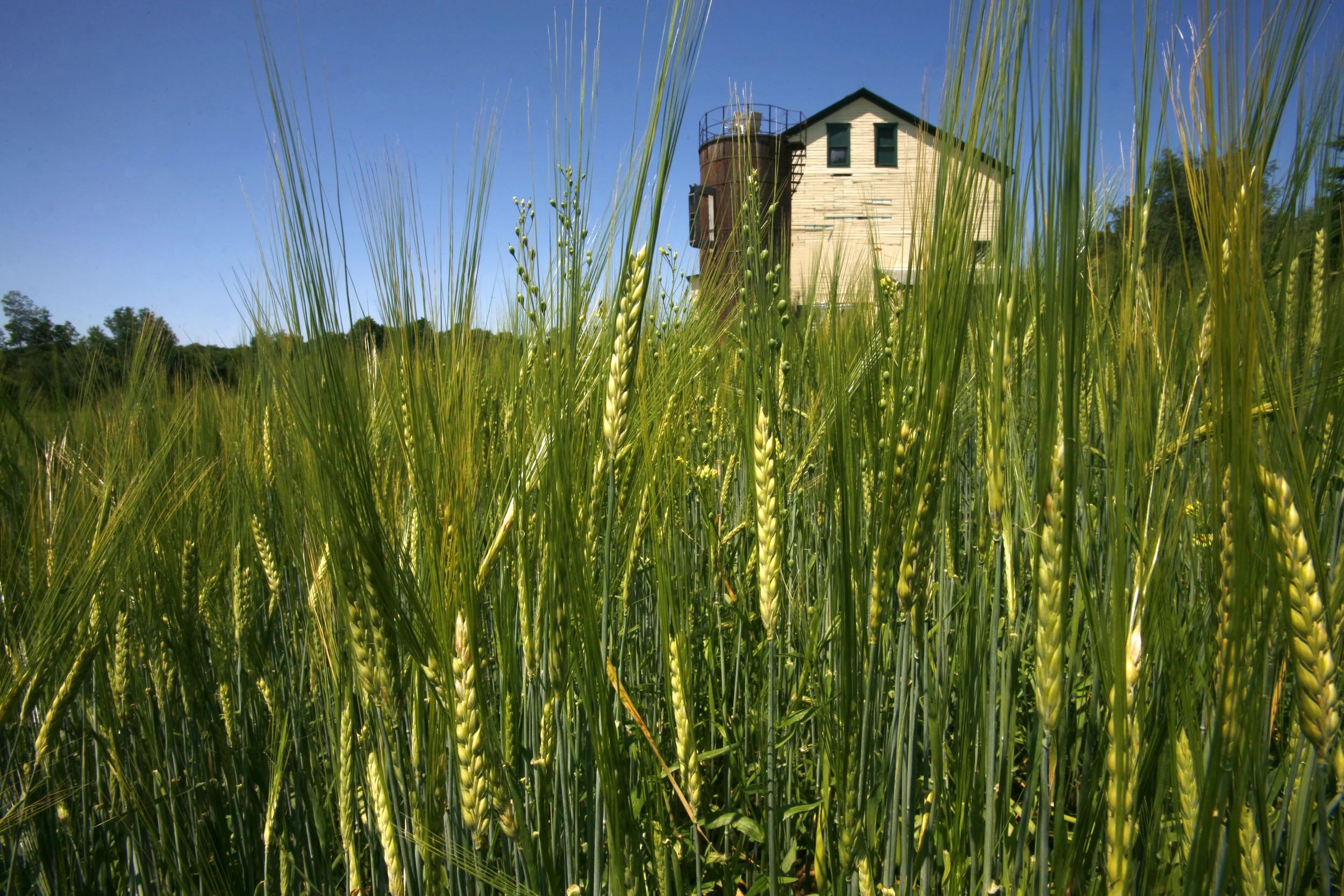 Sprague Brewery through barley 8955.jpg