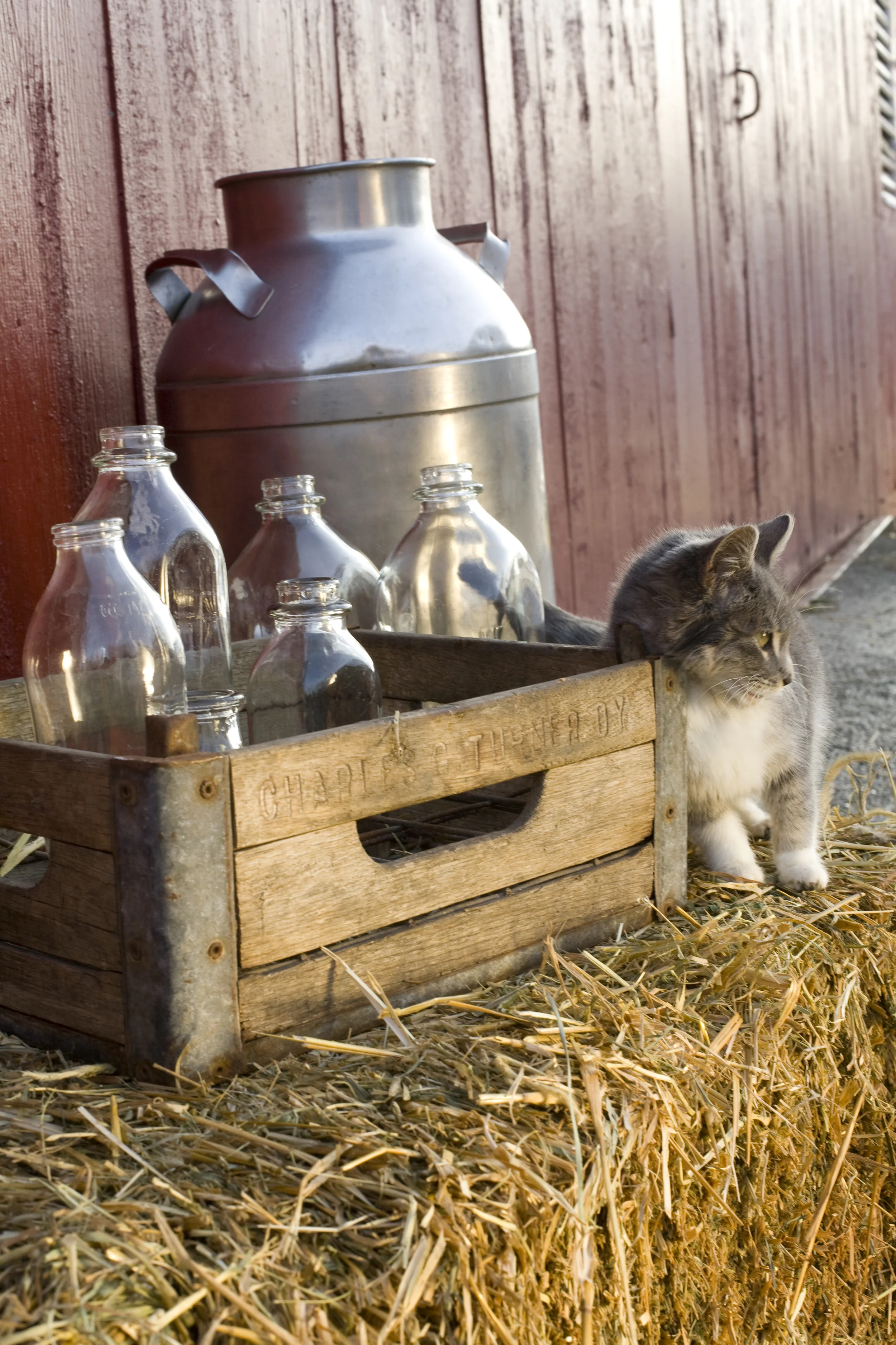 antique milk jugs with kitten 5129.jpg
