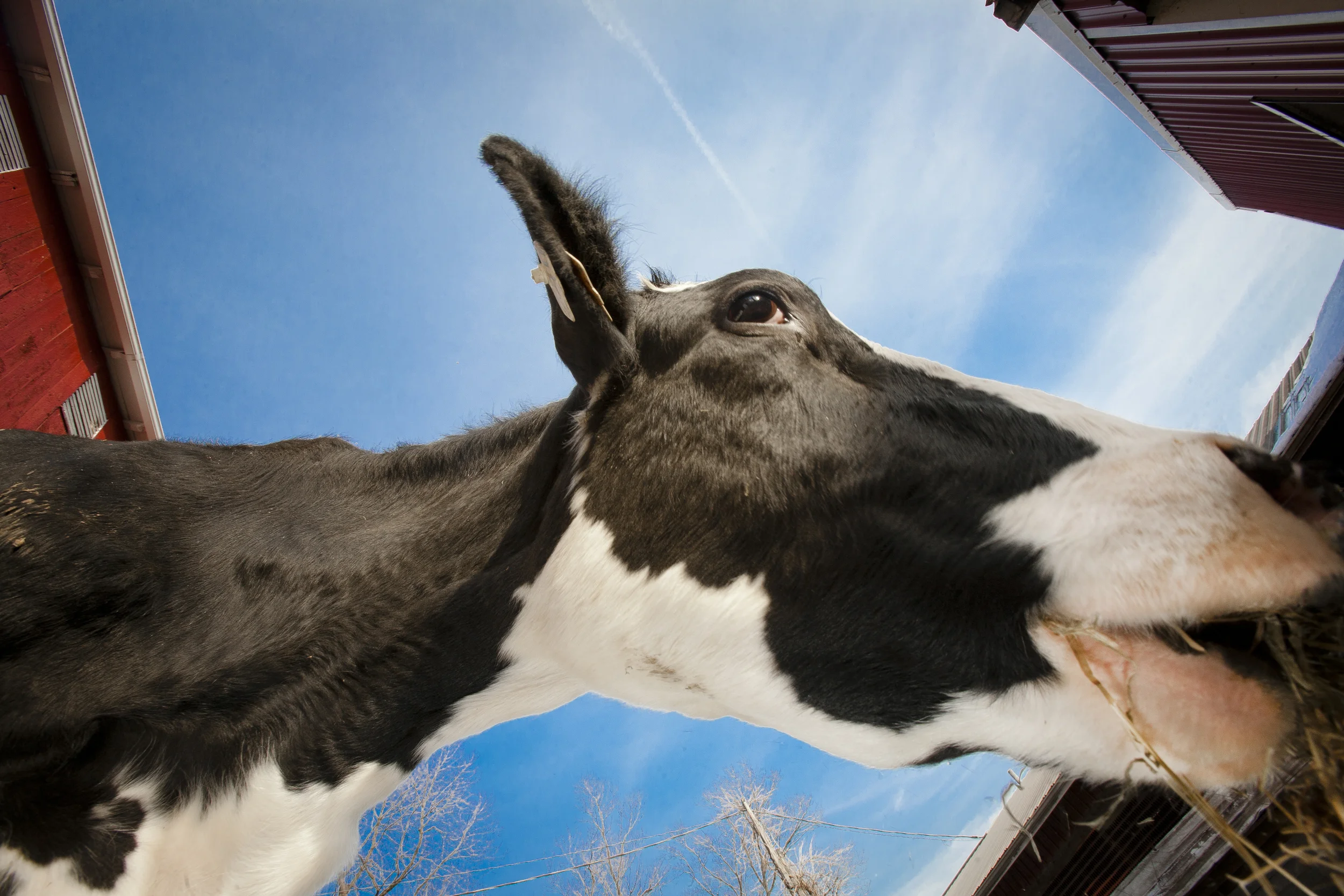 Dairy Cow 4951.jpg