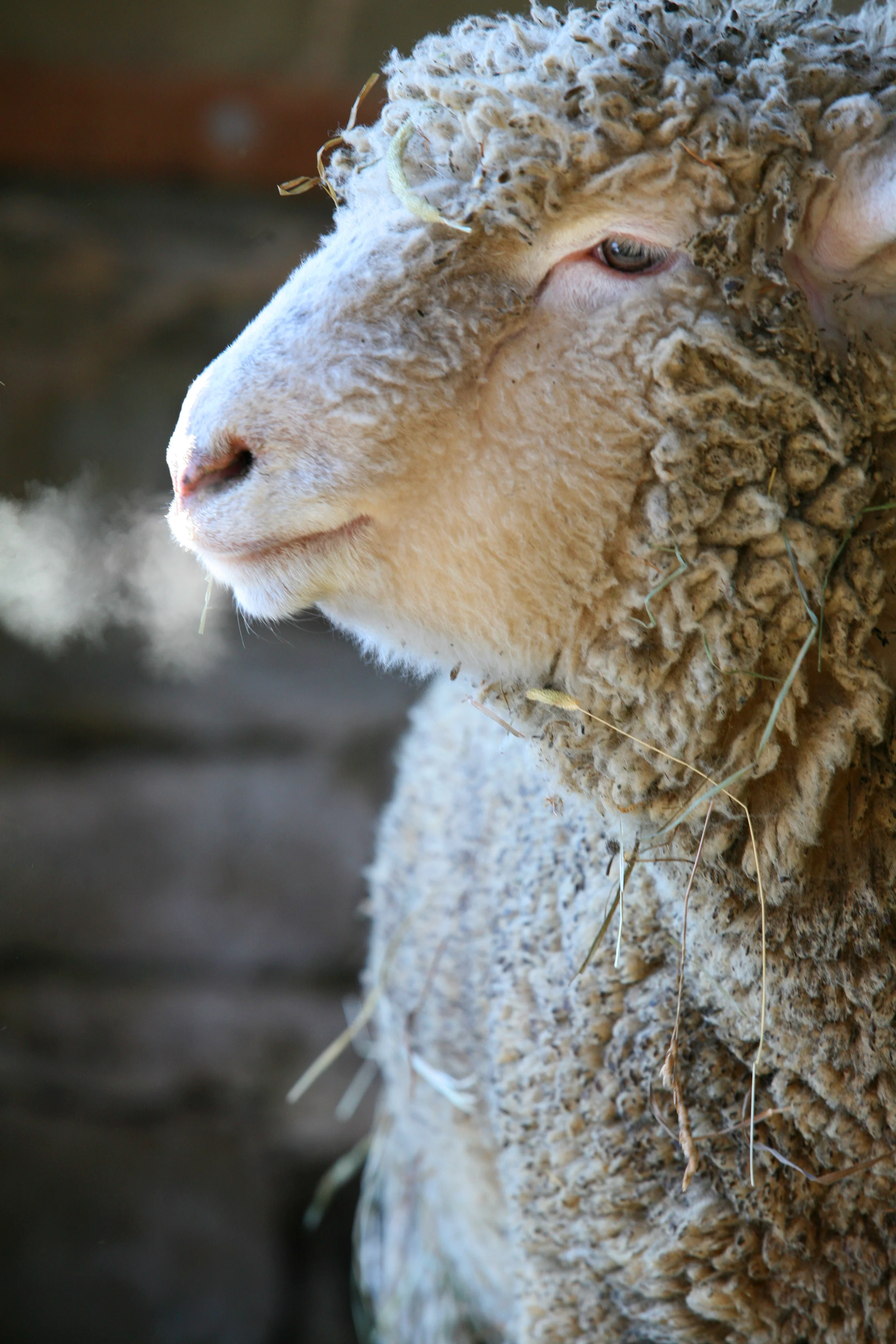 Elysian Fields lamb 9559.jpg