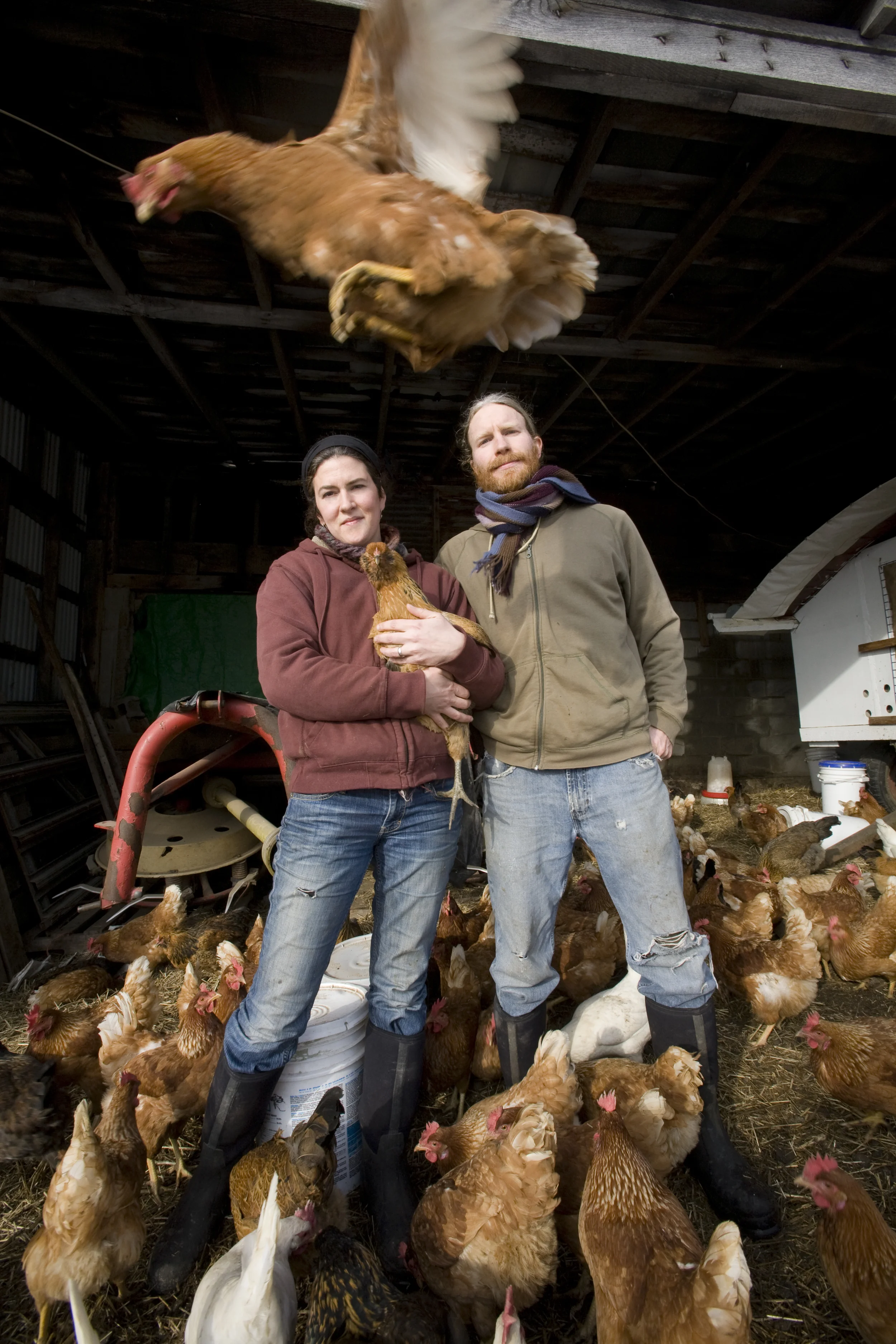 Johansons chickens 9799.jpg