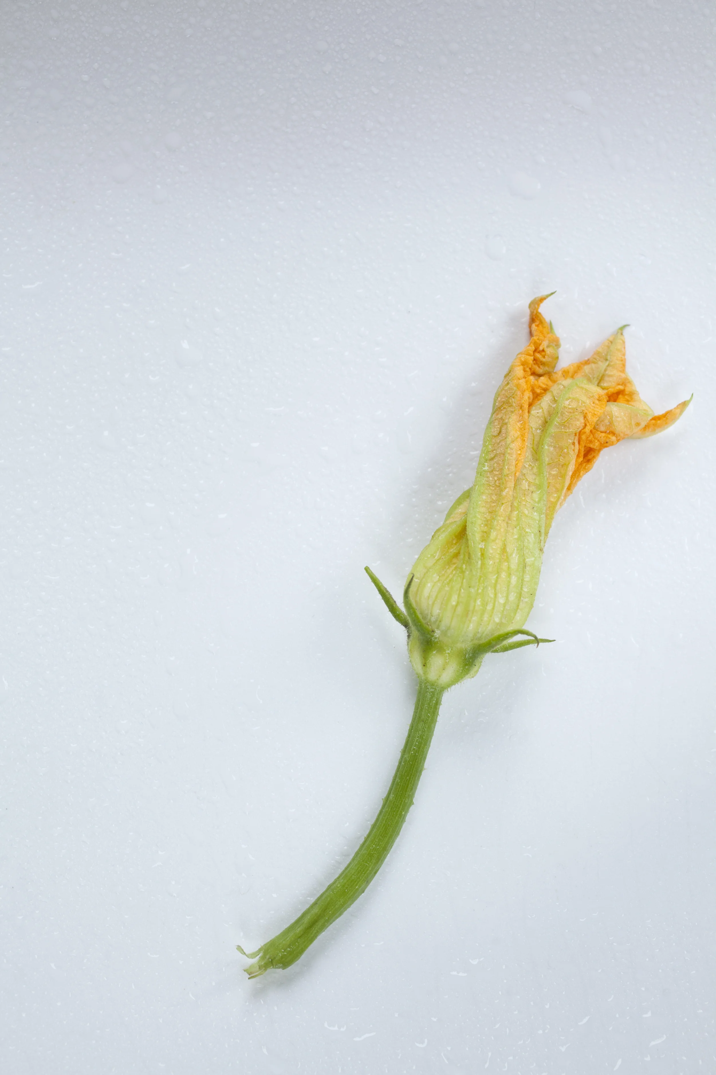 squash blossoms 3963.jpg