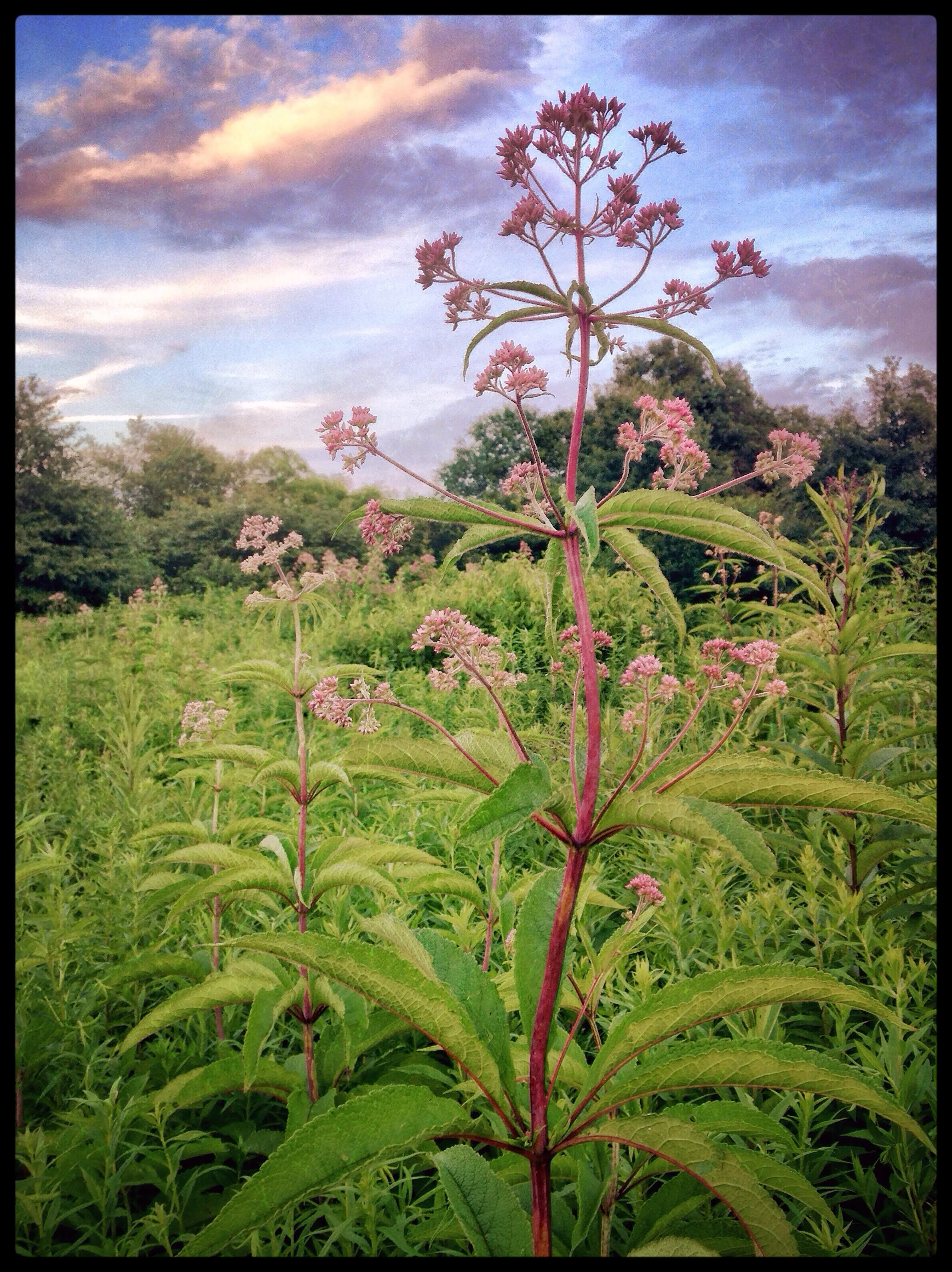 Joe Pye Weed FINAL .JPEG