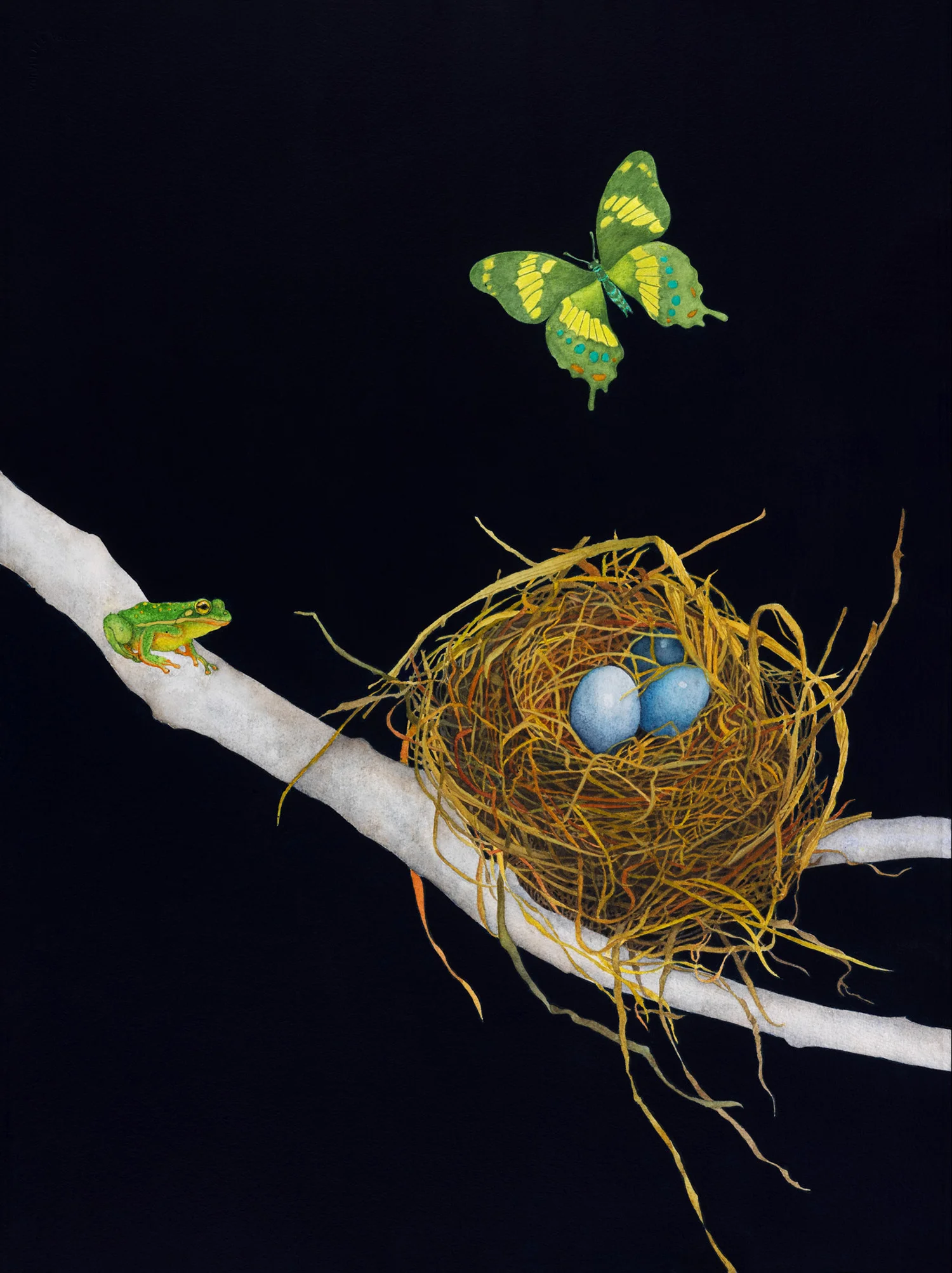 Hyla Cinerea and Papilio Homerus