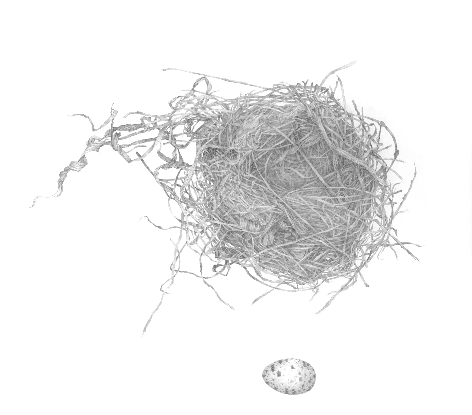 Christopher's Nest