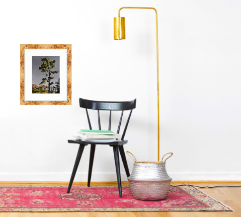 Some Tree - Frame in Room.PNG