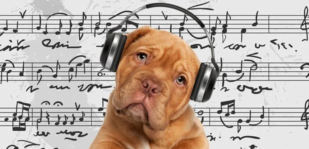 Your Pet's Musical Proclivities