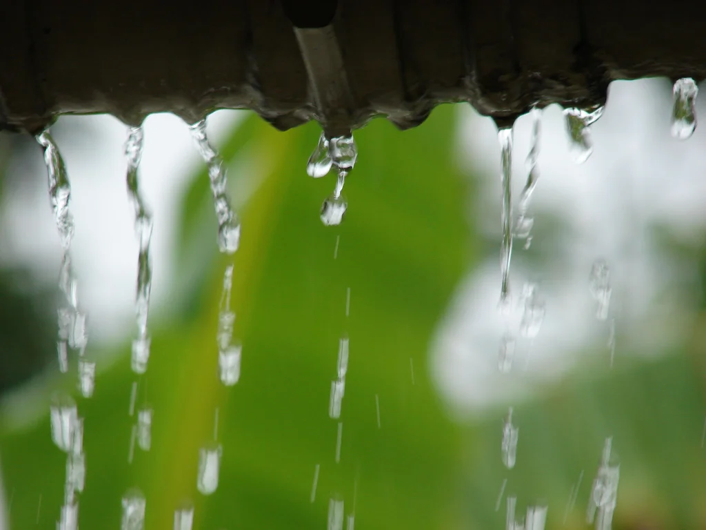 Raindrops in Pinehurst
