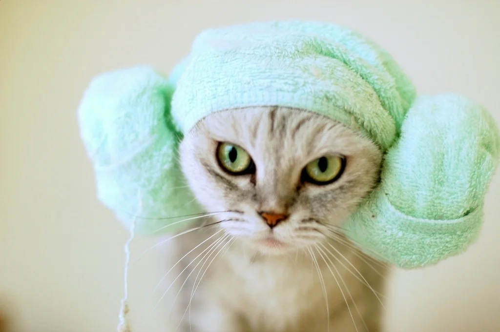 Enjoyment – The Kernel of Talent and Persuasive Performing