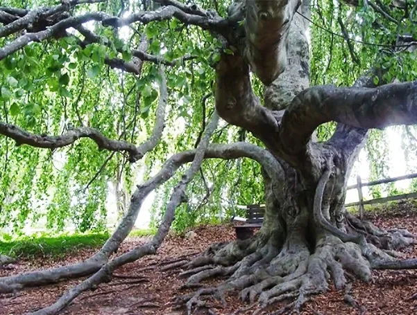 FOR YOUR BUCKET LIST This massive English Weeping Beech, on the grounds of the Captain Bangs Hallet House Museum, is approximately 150 years old and has to be seen to be believed. Selfies welcome.