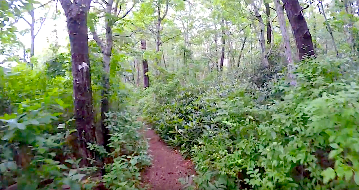 NATURE TRAILS PIC.png