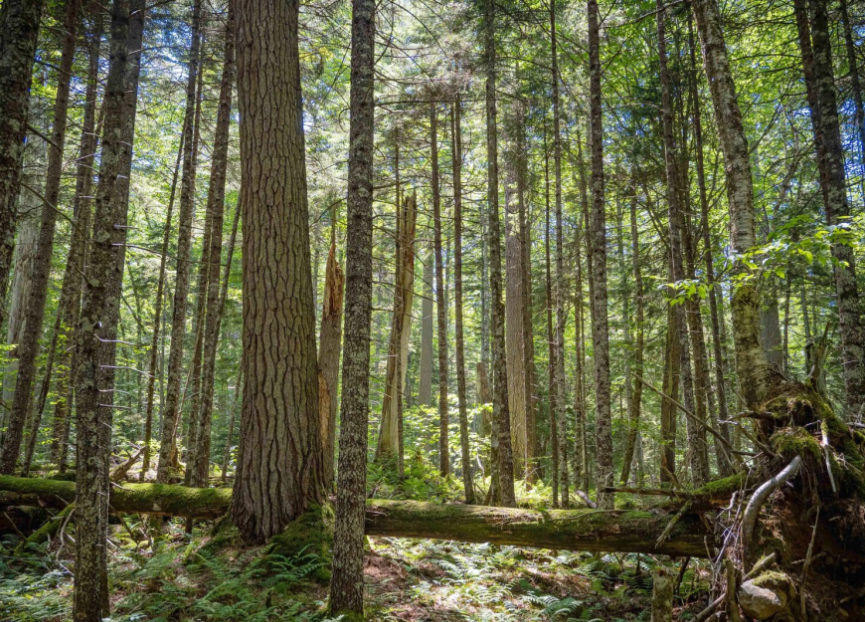 The King’s Pines and an early rebellion